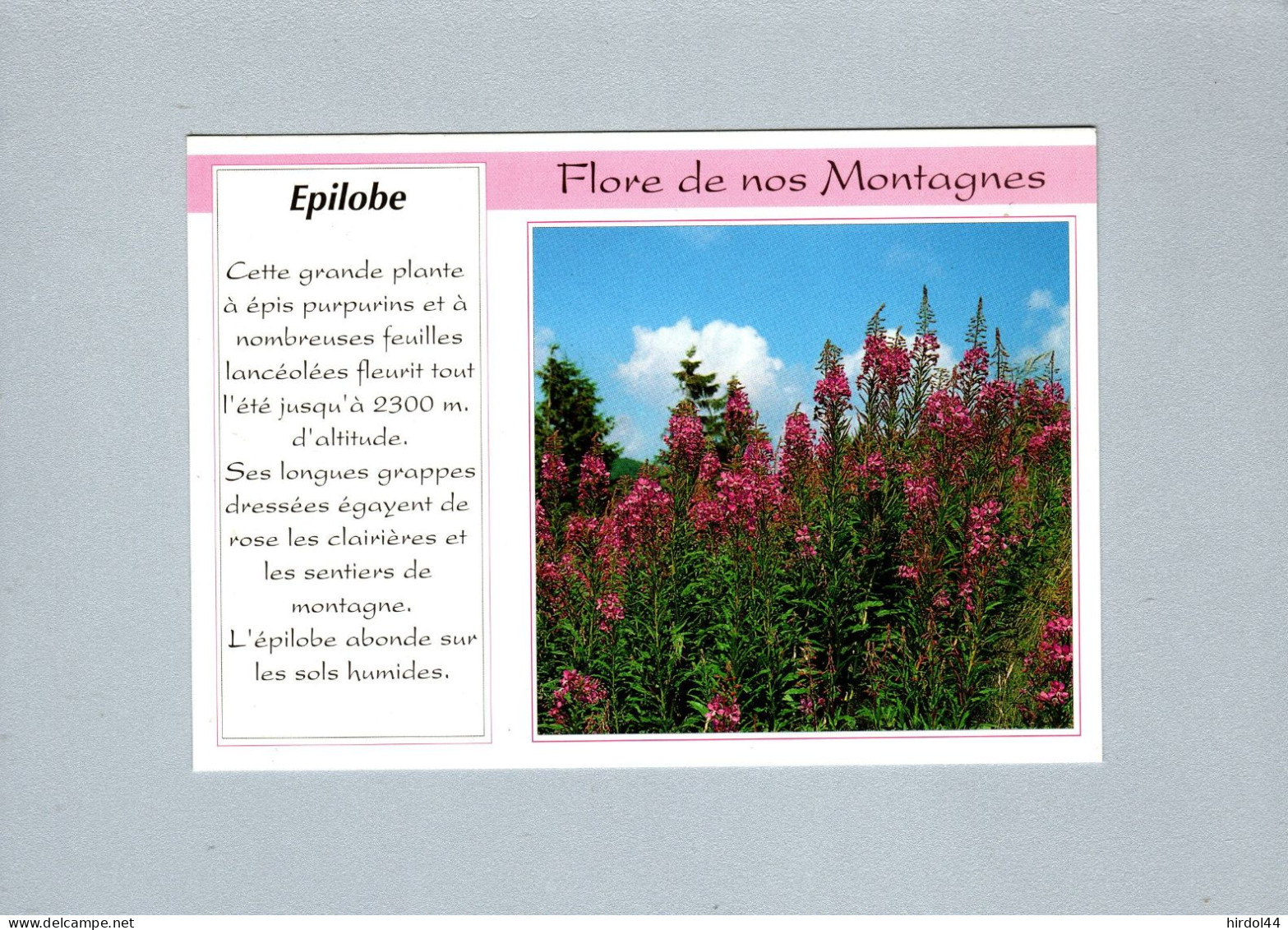 Fleurs : Epilobe - Fleurs