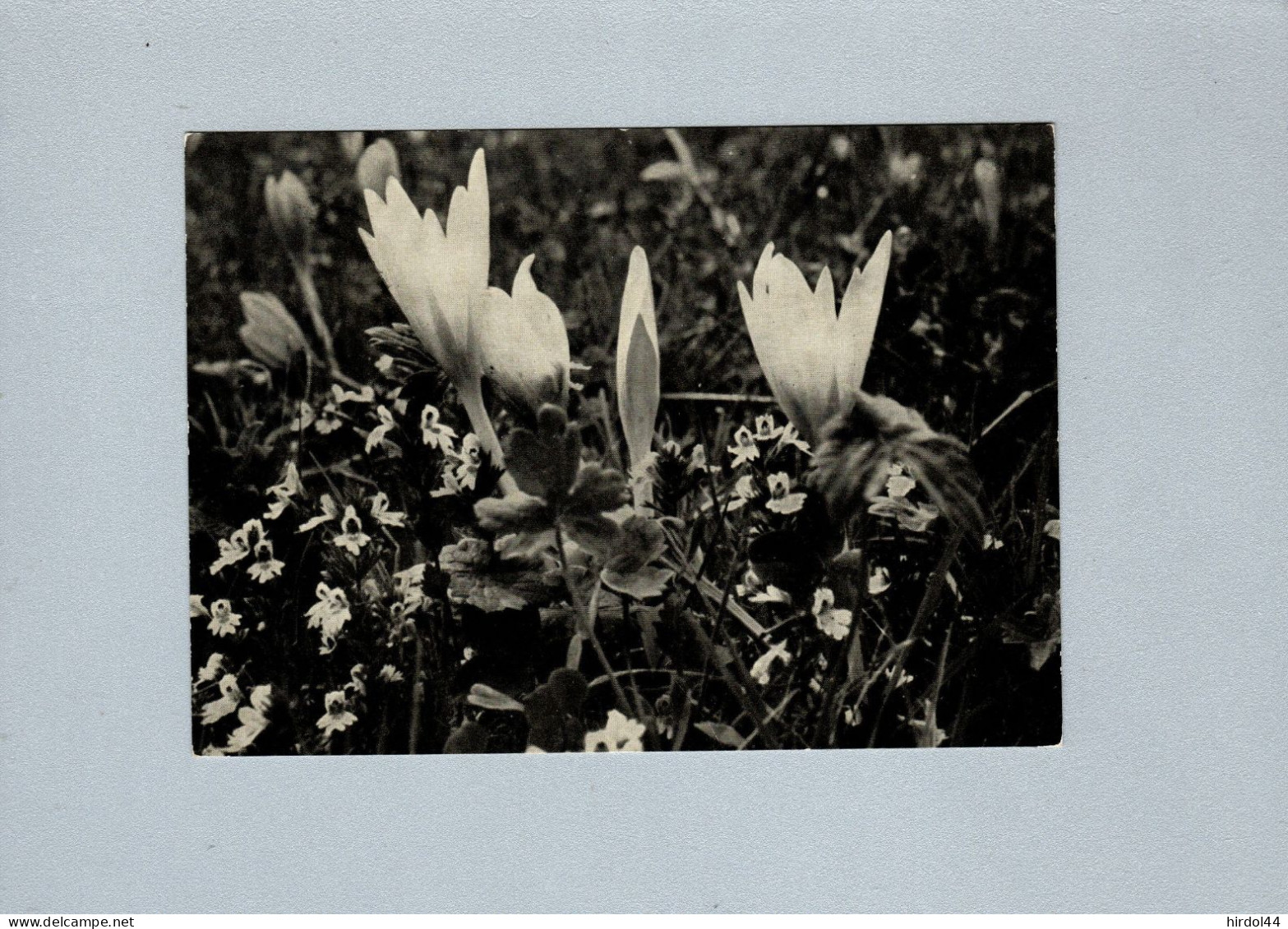 Fleurs : Crocus - Fleurs