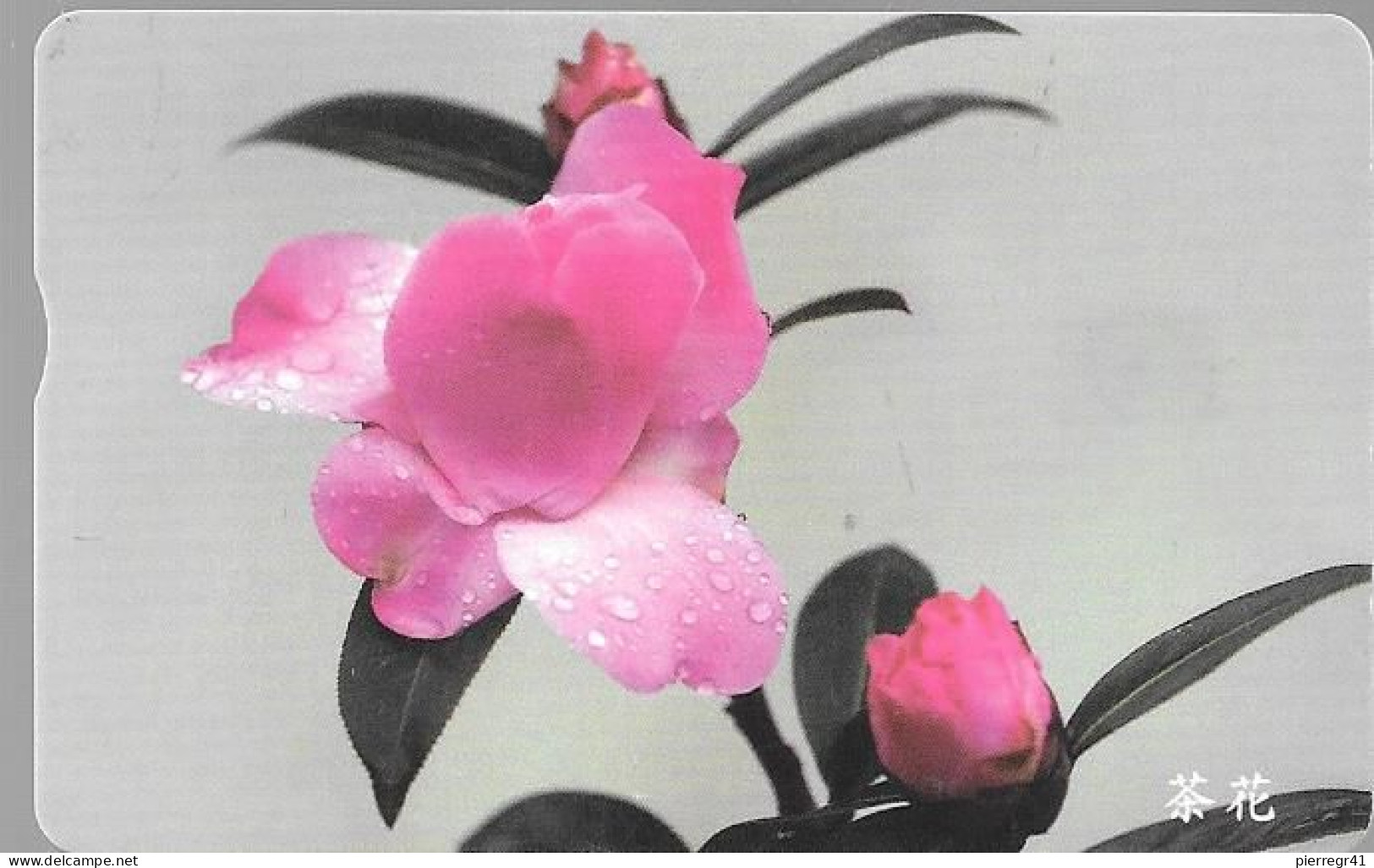 CARTE PUCE-CHINE -ORCHIDEE-R°Glacé-UTILISE-TBE-RARE - Blumen