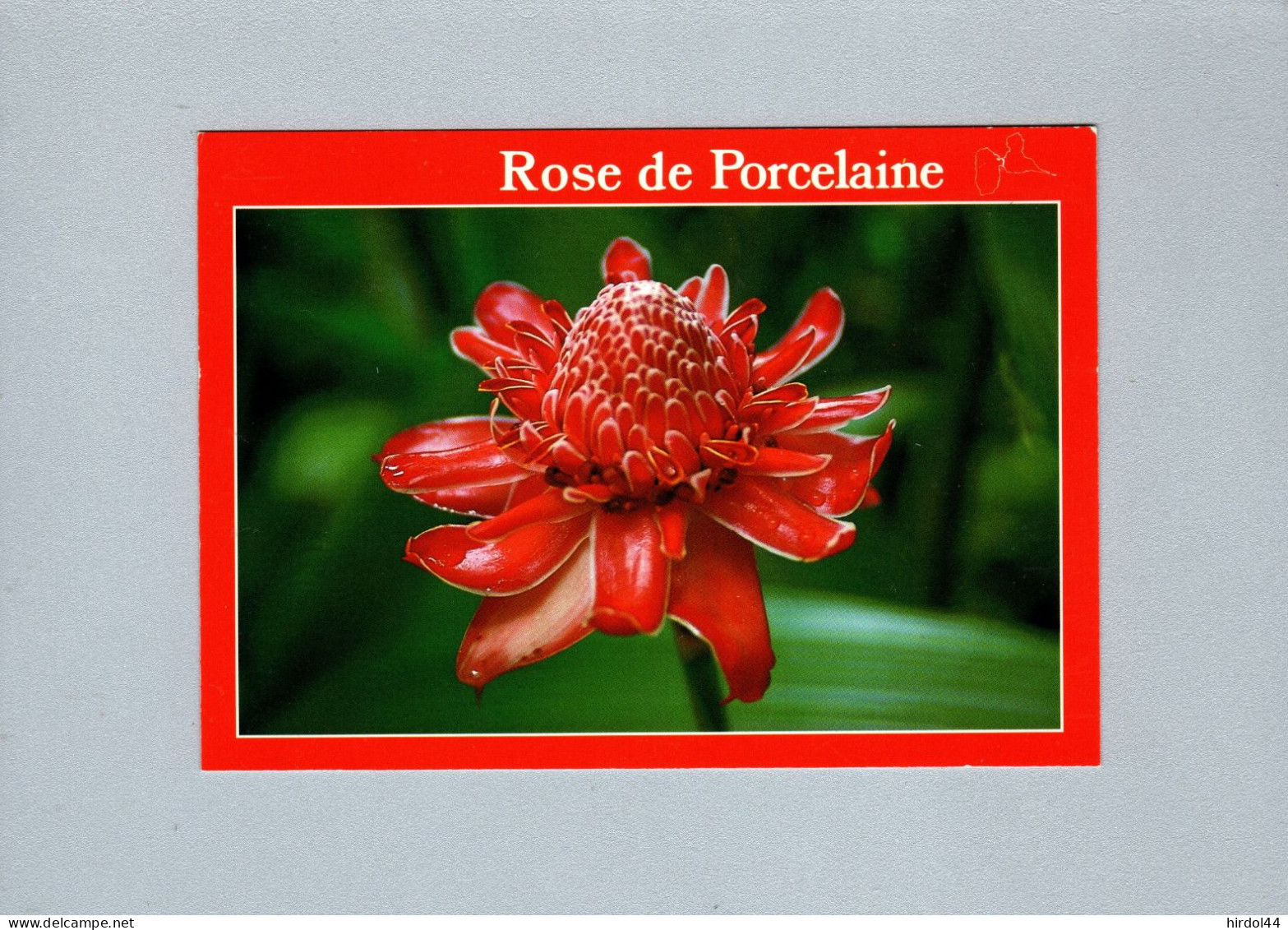 Fleurs : Rose De Porcelaine - Fiori