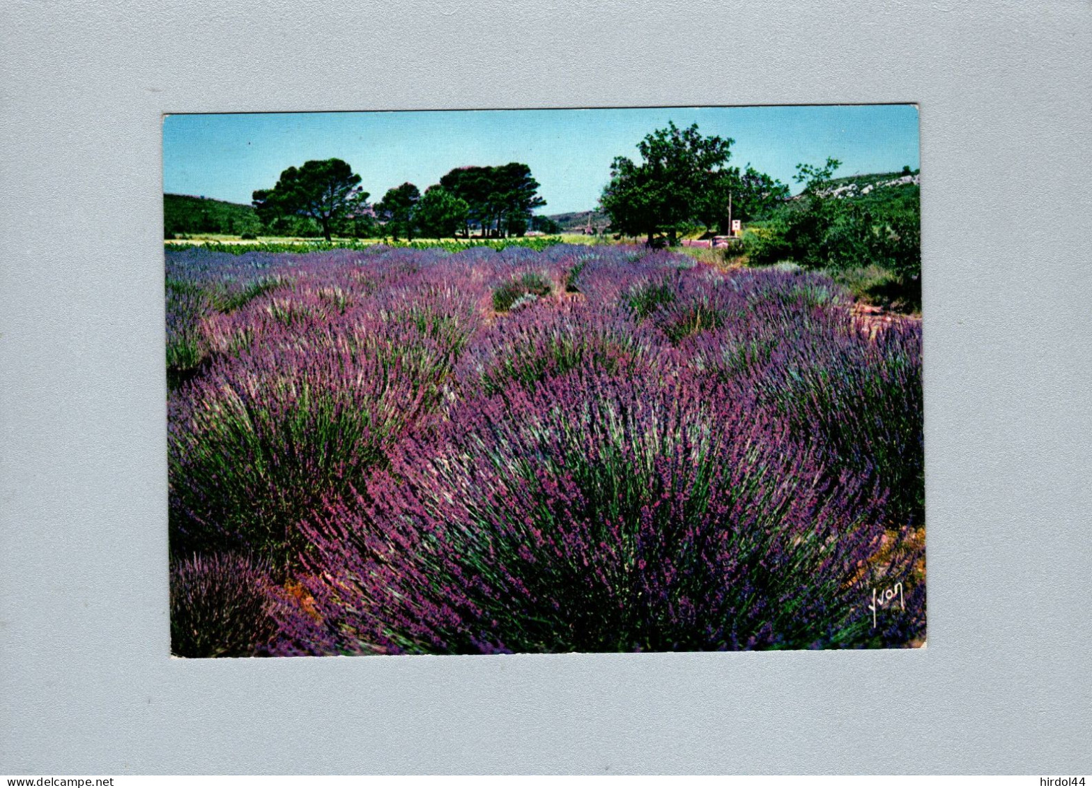 Fleurs : Champs De Lavande En Provence - Bloemen