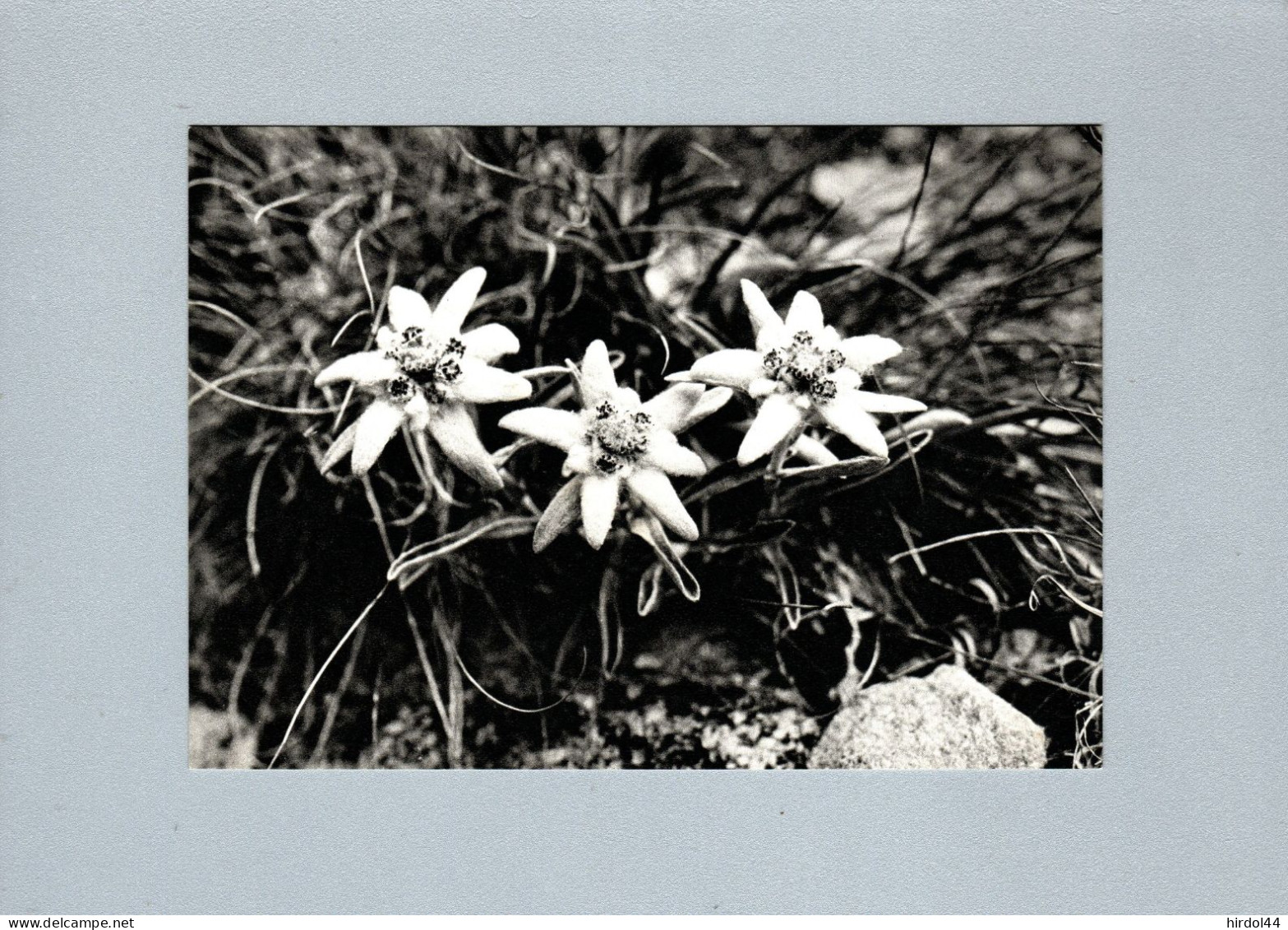 Fleurs : Edelweiss - Fiori