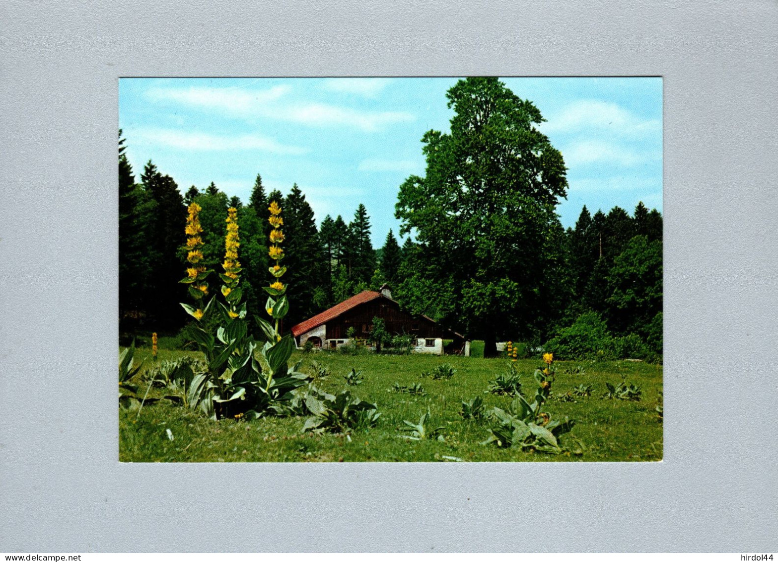 Fleurs : Gentiane Jaune - Flowers