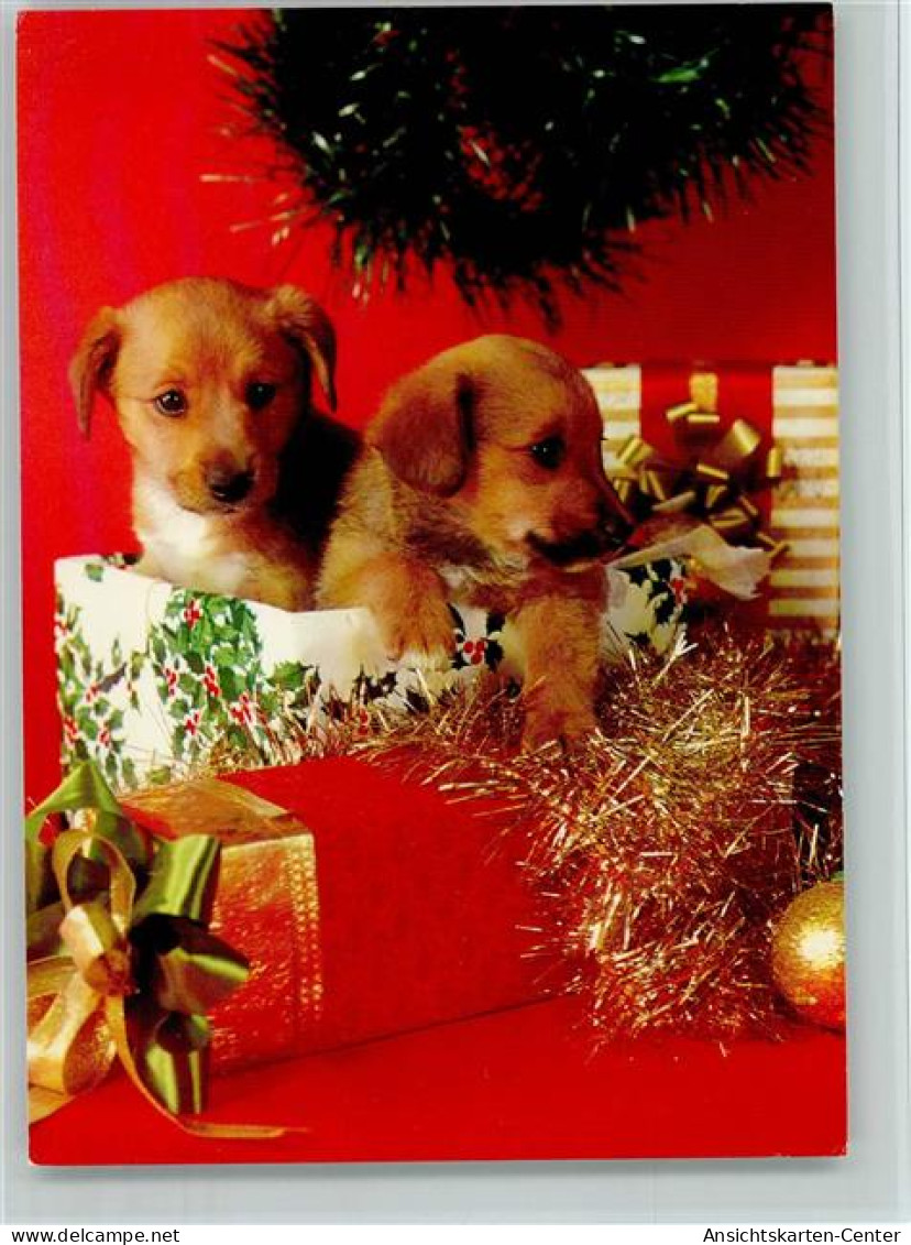 12093109 - Hunde  Hundewelpen Als Geschenk - - Dogs