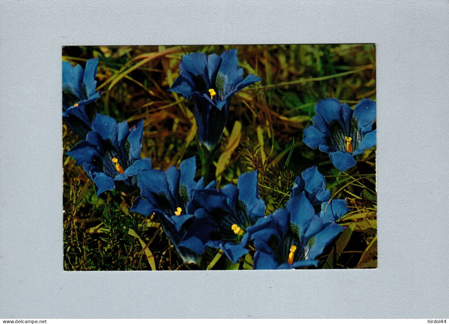 Fleurs : Gentiane à Tige Courte - Flowers