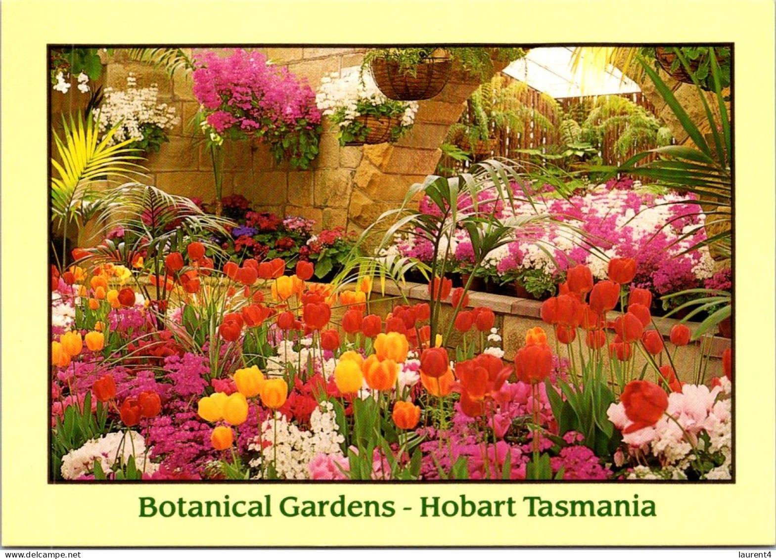 15-5-2024 (5 Z 11) Australia - TAS - Hobart Botanical Gardens (flowers) - Bloemen