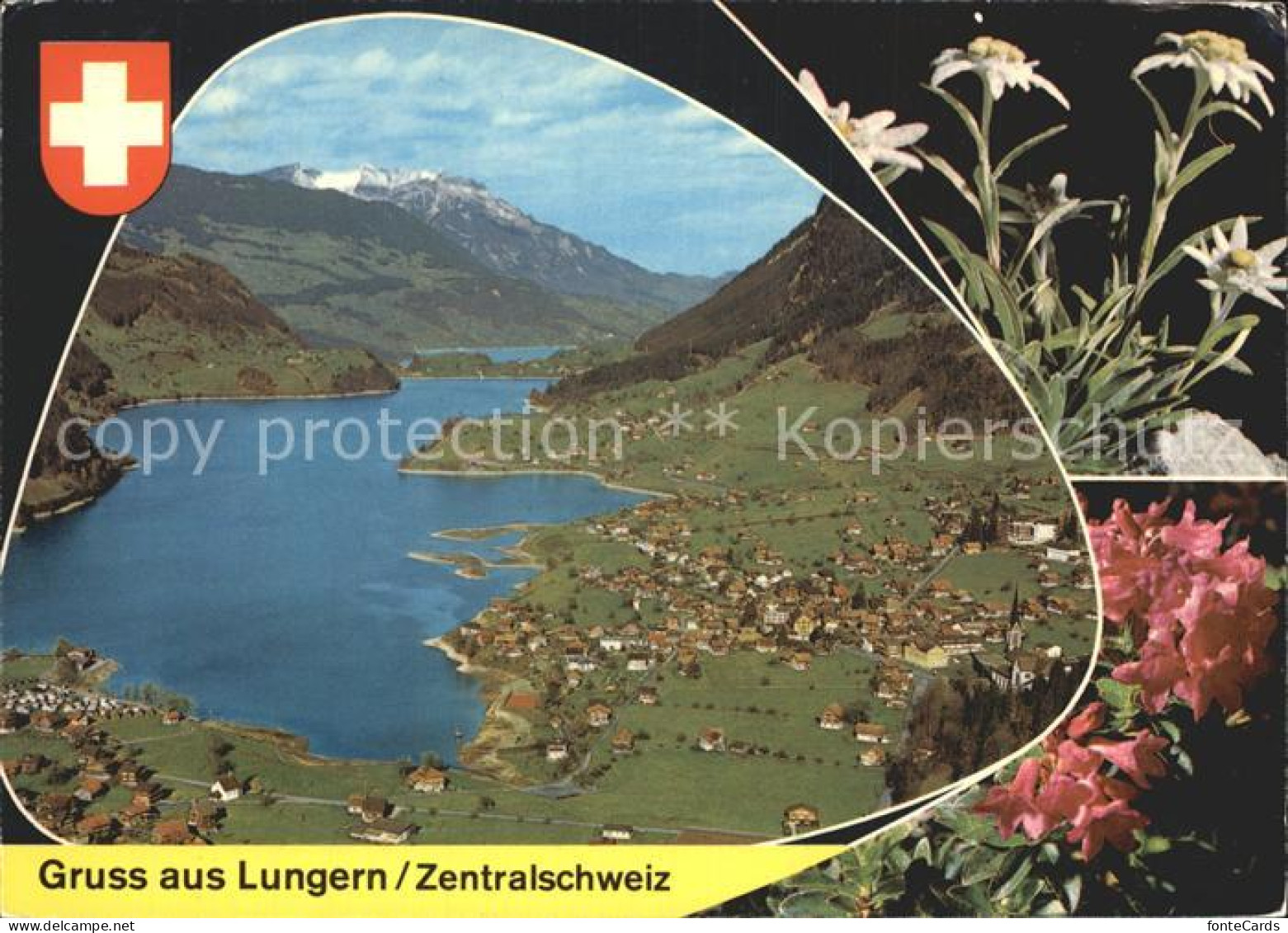 12371617 Lungern See Edelweiss  Lungern - Autres & Non Classés