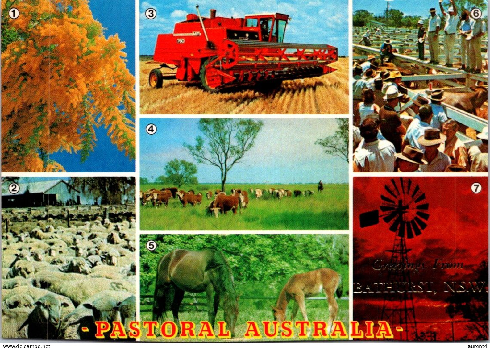 15-5-2024 (5 Z 11) Australia - Pastoral  (cow & Horse Farming Etc) - Viehzucht