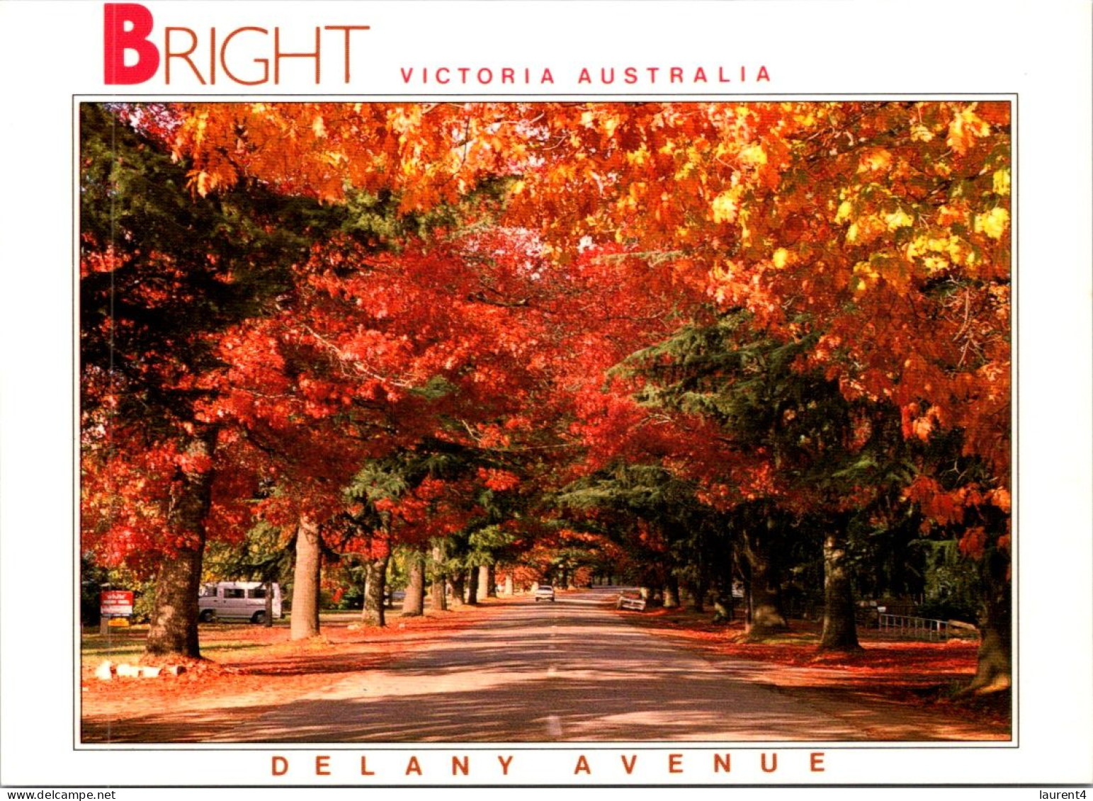 15-5-2024 (5 Z 11) Australia - VIC - Trees In Bright - Arbres