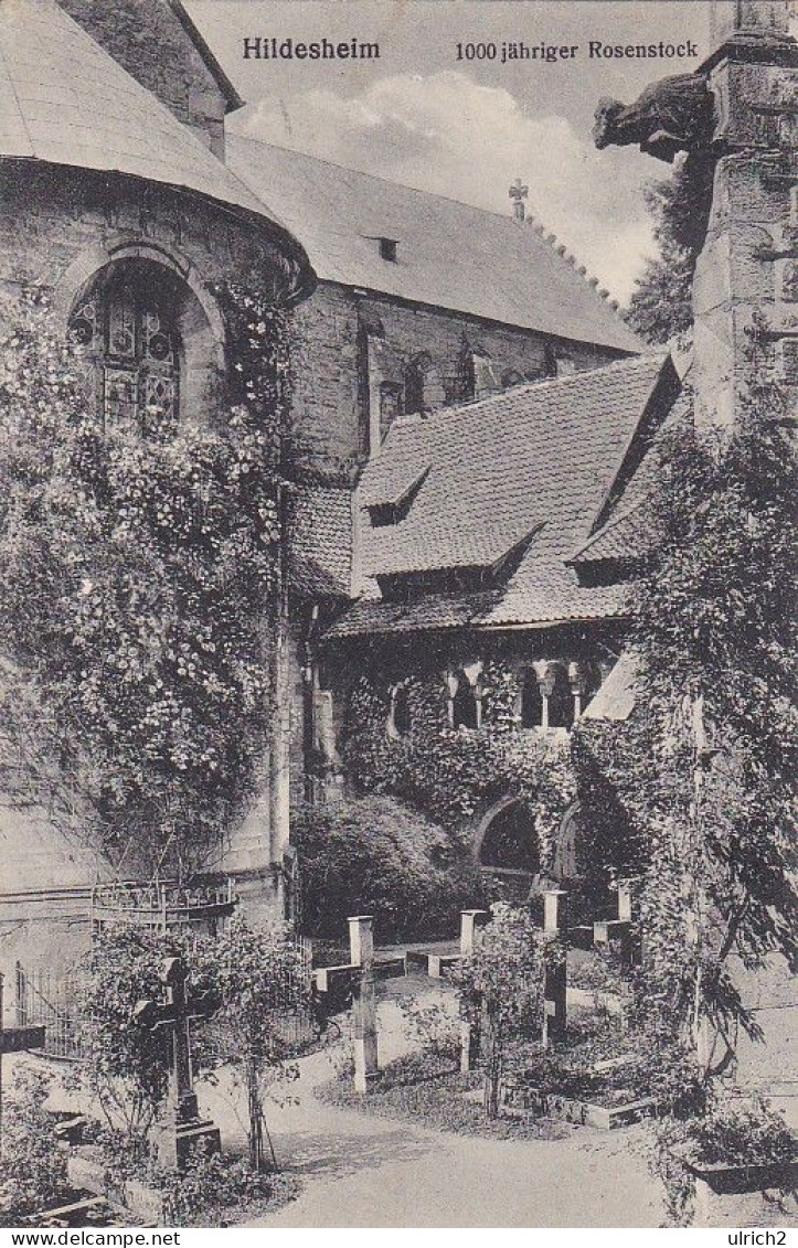 AK Hildesheim - 1000jähriger Rosenstock - 1923  (69416) - Hildesheim
