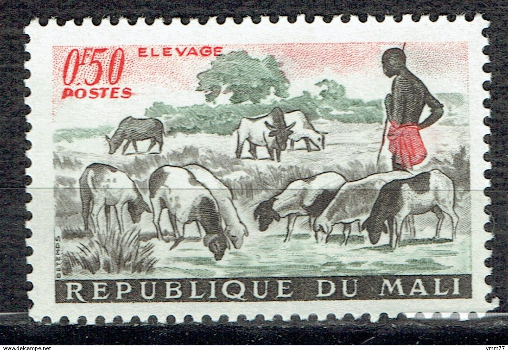 Elevage : Troupeau De Moutons - Mali (1959-...)
