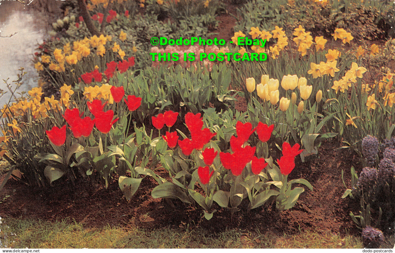 R412924 Garden With Tulips And Daffodils. J. Salmon - World