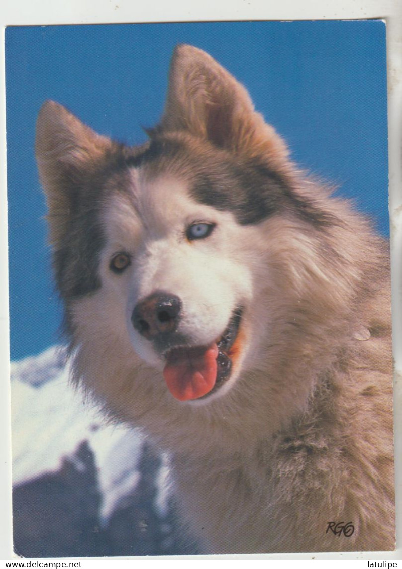 Villard Sur Doron  73  Carte Circulée Timbrée  L'Ami Des Neiges Le Beau Chien Husky - Autres & Non Classés