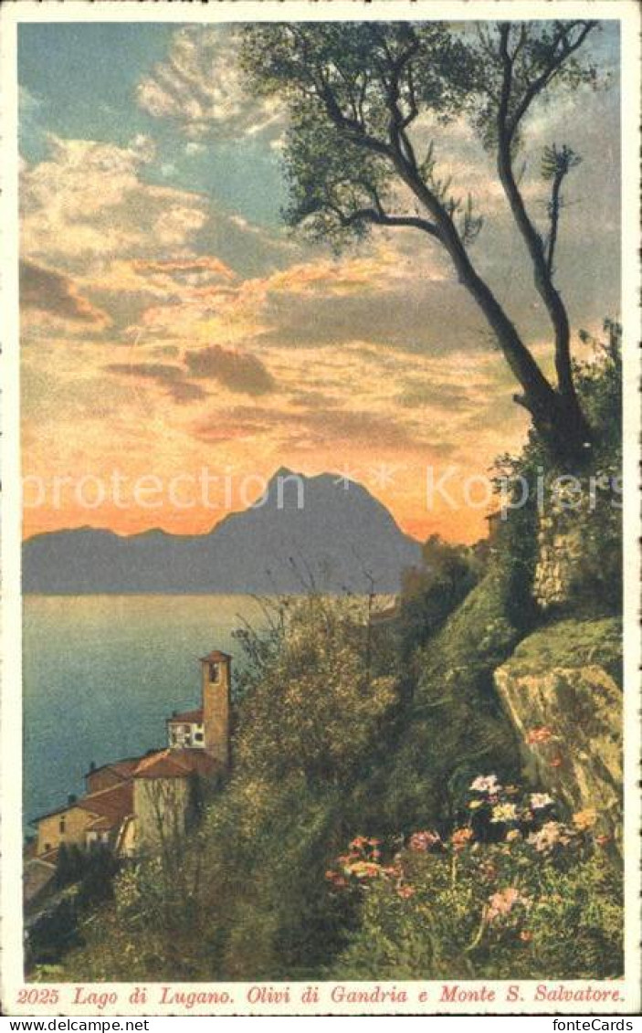 12046057 Gandria Lago Di Lugano Olivi E Monte San Salvatore Luganersee Photo Aqu - Other & Unclassified