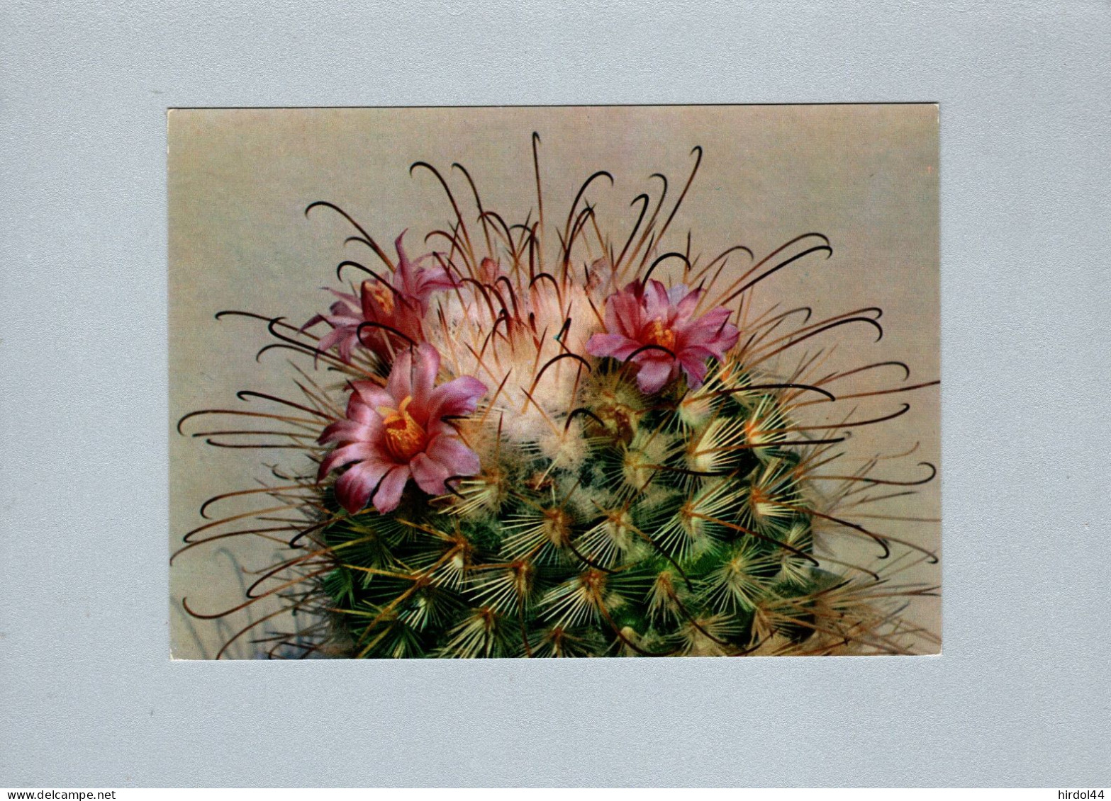 Cactus - Sukkulenten