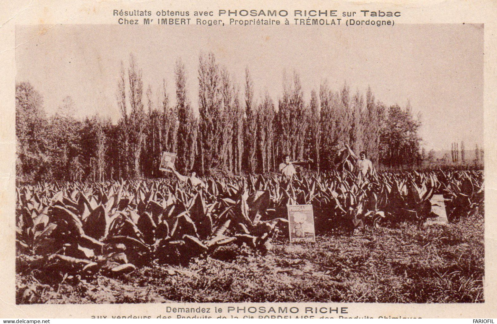 TREMOLAT - Résultats Obtenus Avec PHOSAMO Sur TABAC . Chez M. IMBERT Roger . - Autres & Non Classés