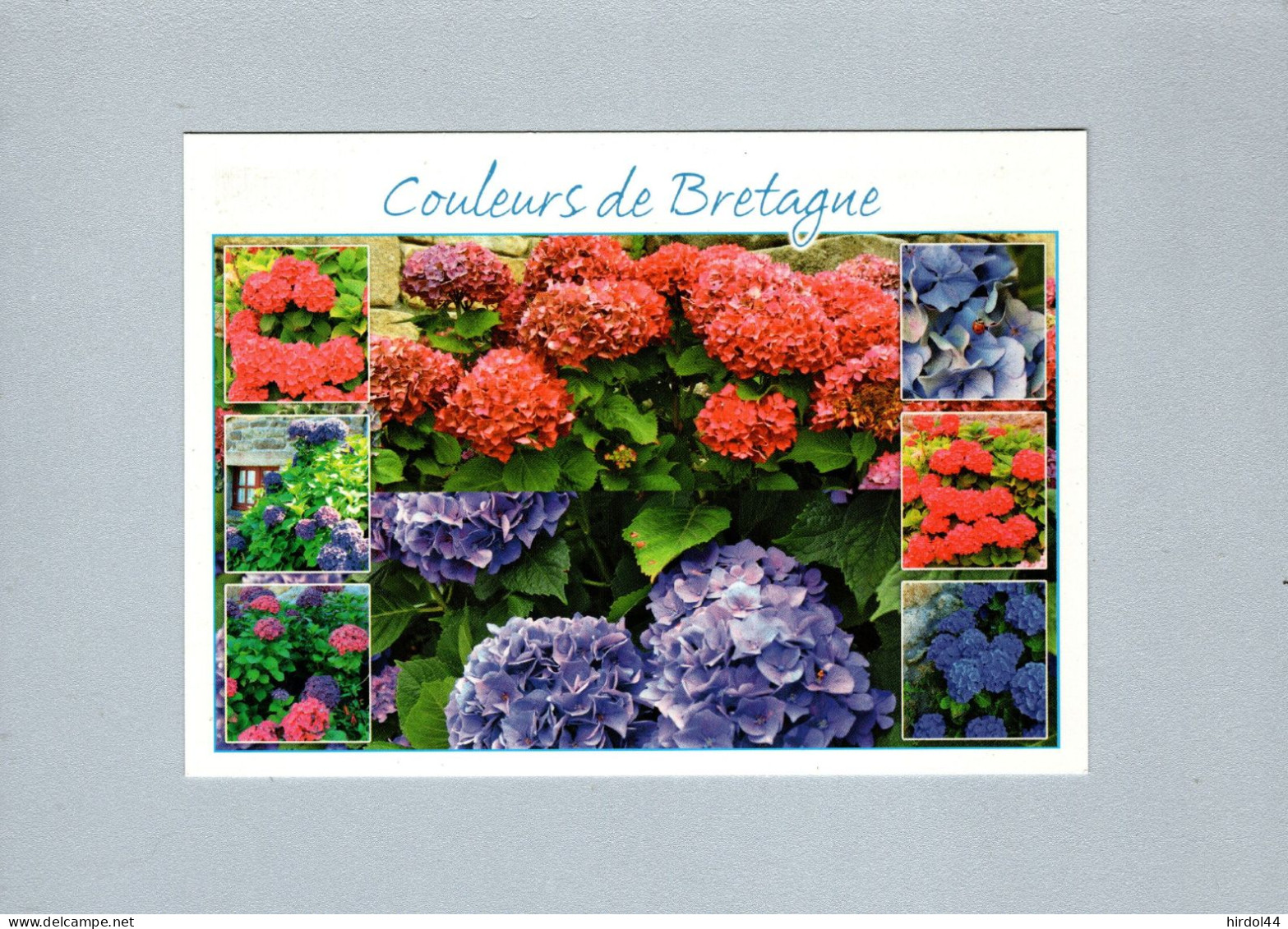 Fleurs De Bretagne - Hortensias - Bretagne