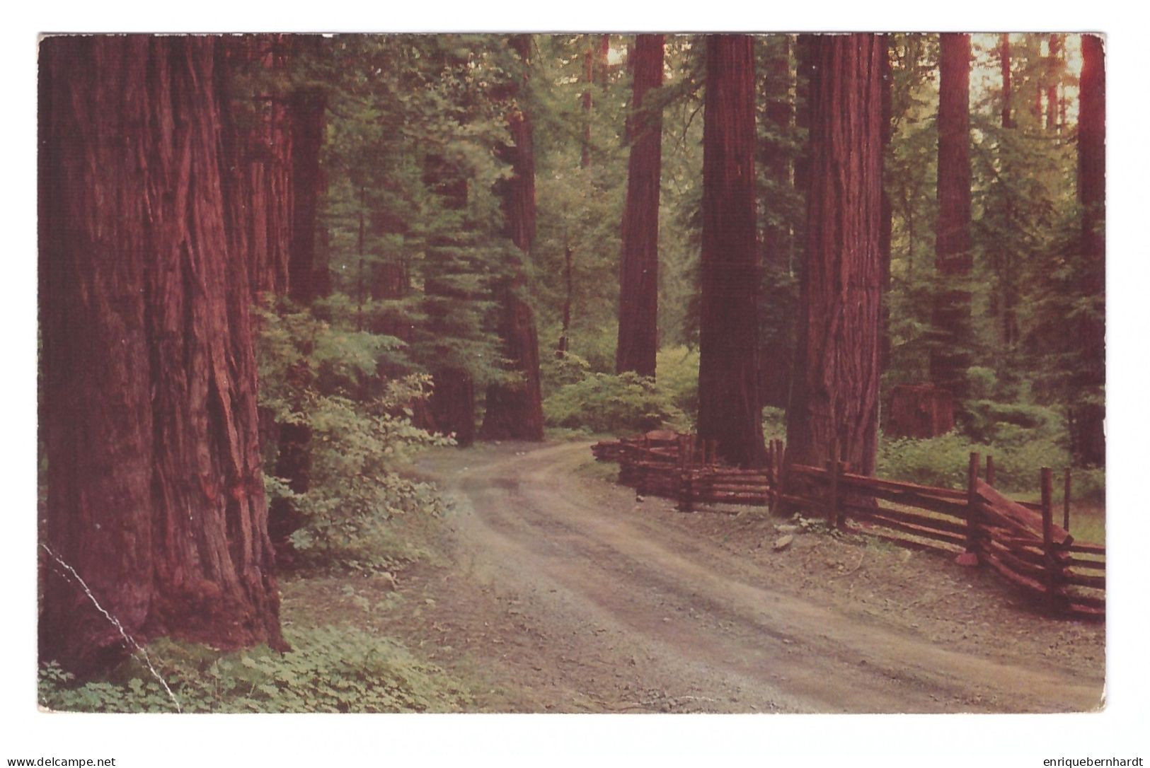 UNITED STATES // CALIFORNIA // REDWOOD FOREST - Altri & Non Classificati