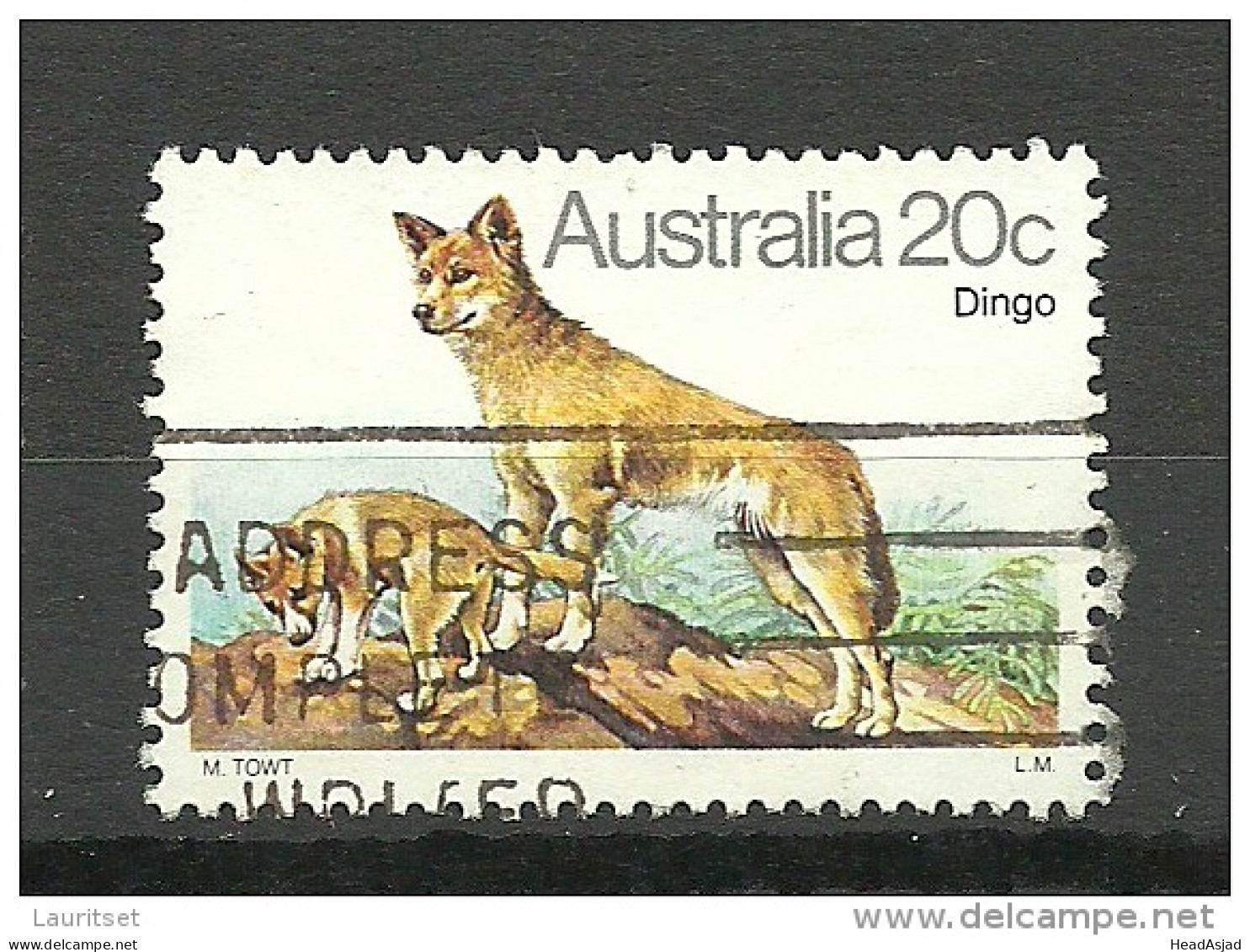 AUSTRALIA Dingo O - Chiens