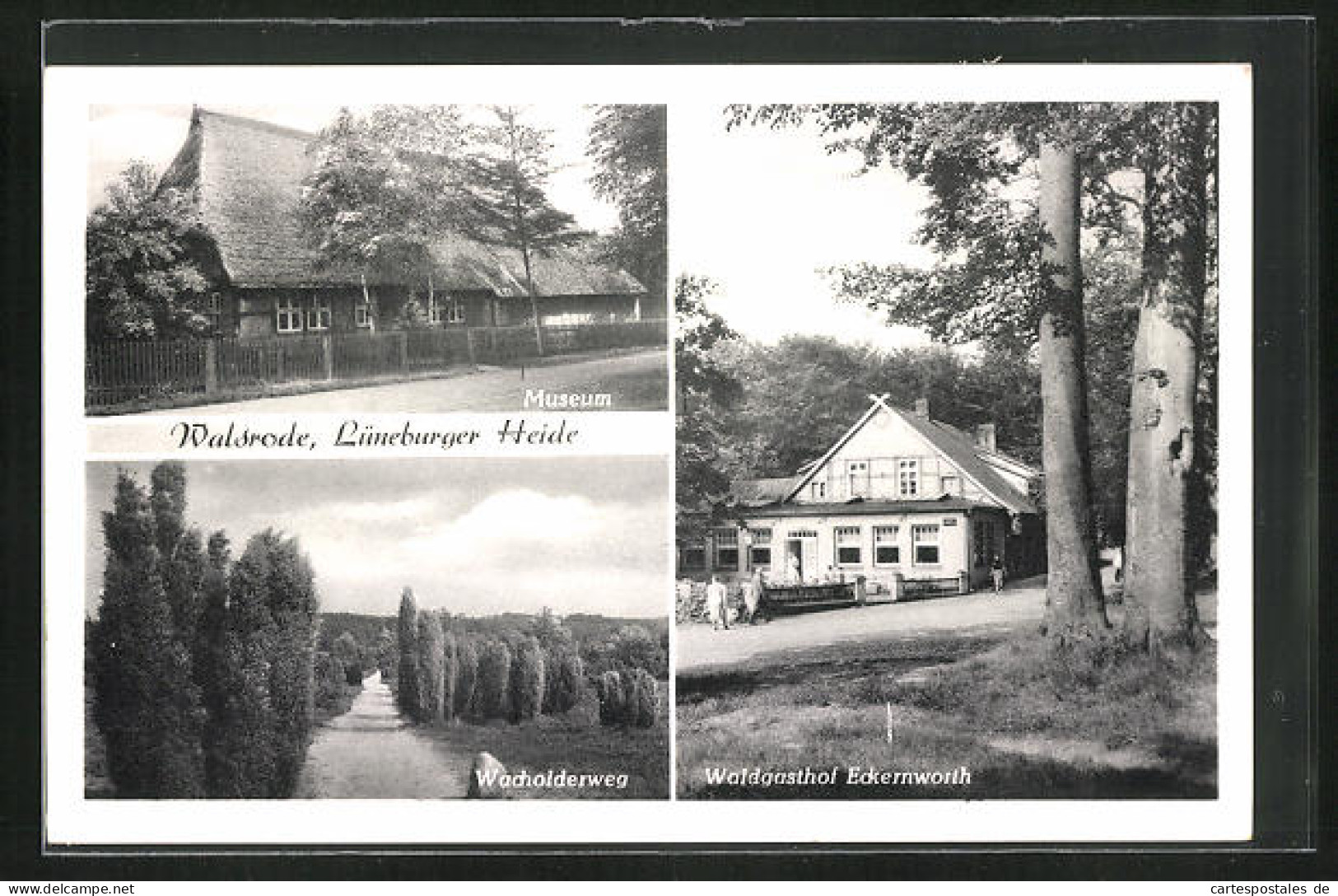 AK Walsrode /Lüneburger Heide, Waldgasthof Eckernworth, Museum, Wacholderweg  - Walsrode