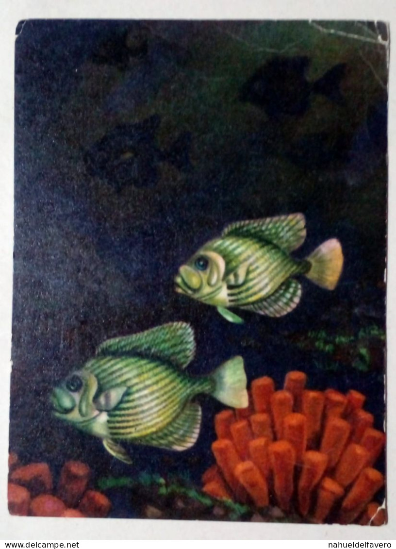 Carte Postale - Poisson Nageant Dans Un Corail. - Fische Und Schaltiere