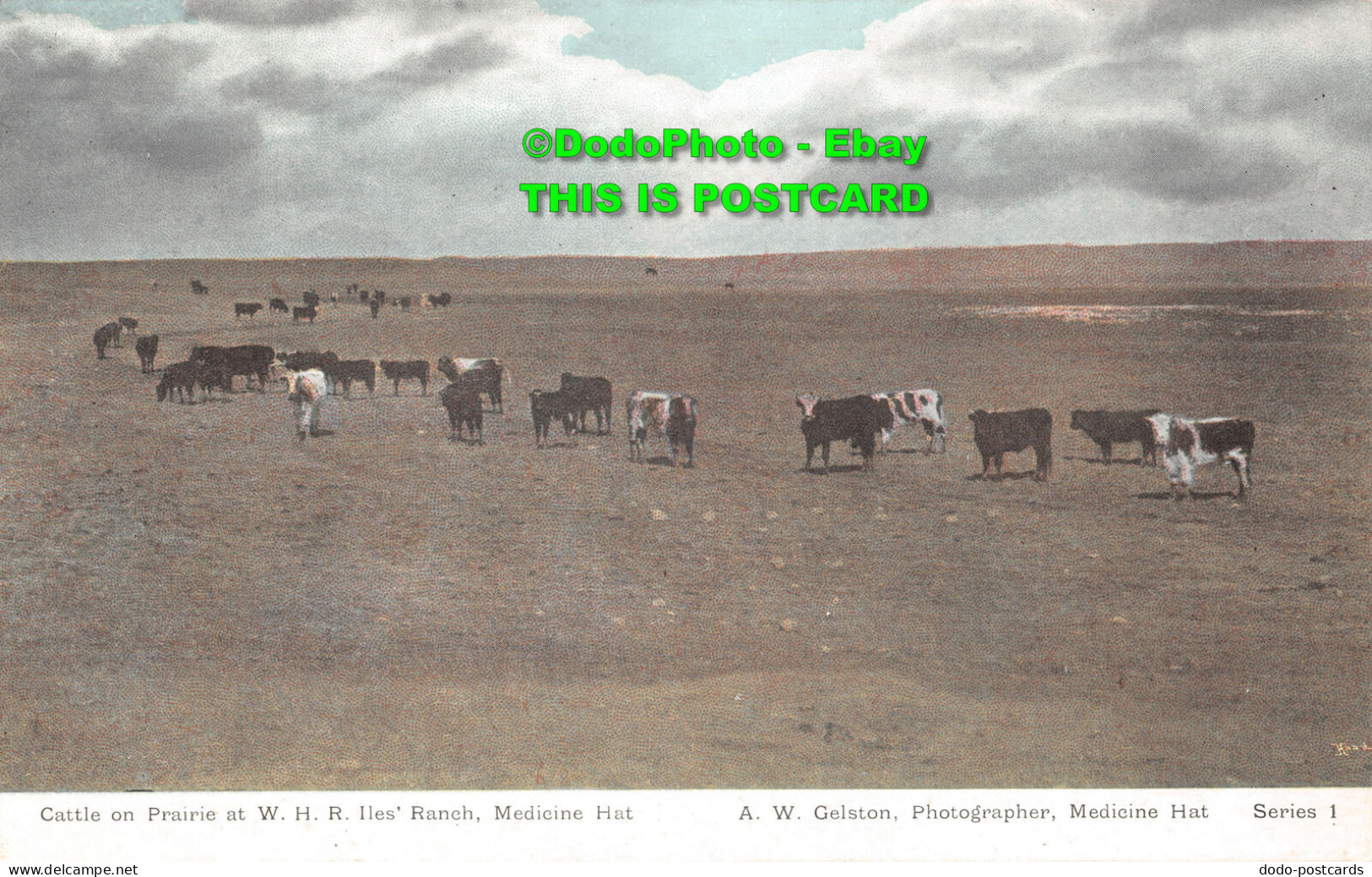 R414704 Cattle On Prairie At W. H. R. Iles Ranch. Medicine Hat. A. W. Gelston. S - Monde