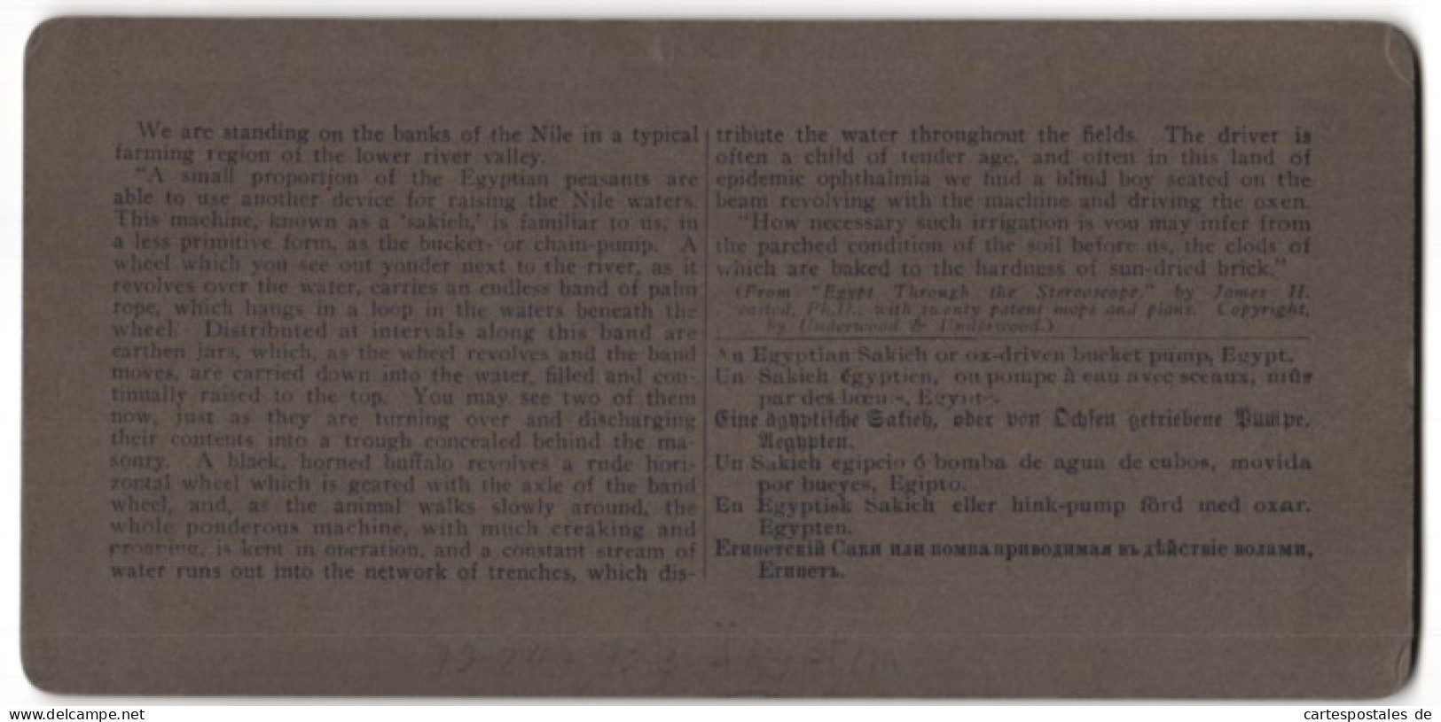 Vue Stéréoscopique-Photo Underwood & Underwood, New York,  Vue De Ägypten, Sakieh-fontaine, Ochse Treibt Fontaine An  - Photos Stéréoscopiques