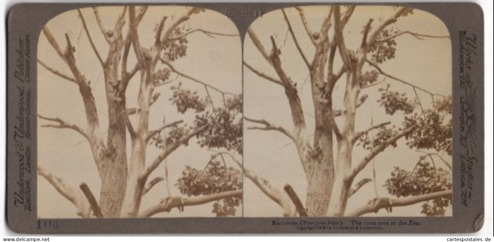 Stereo-Fotografie Underwood & Underwood, New York, Waschbären Auf Einem Baum In Einem Zoogehege  - Stereoscoop