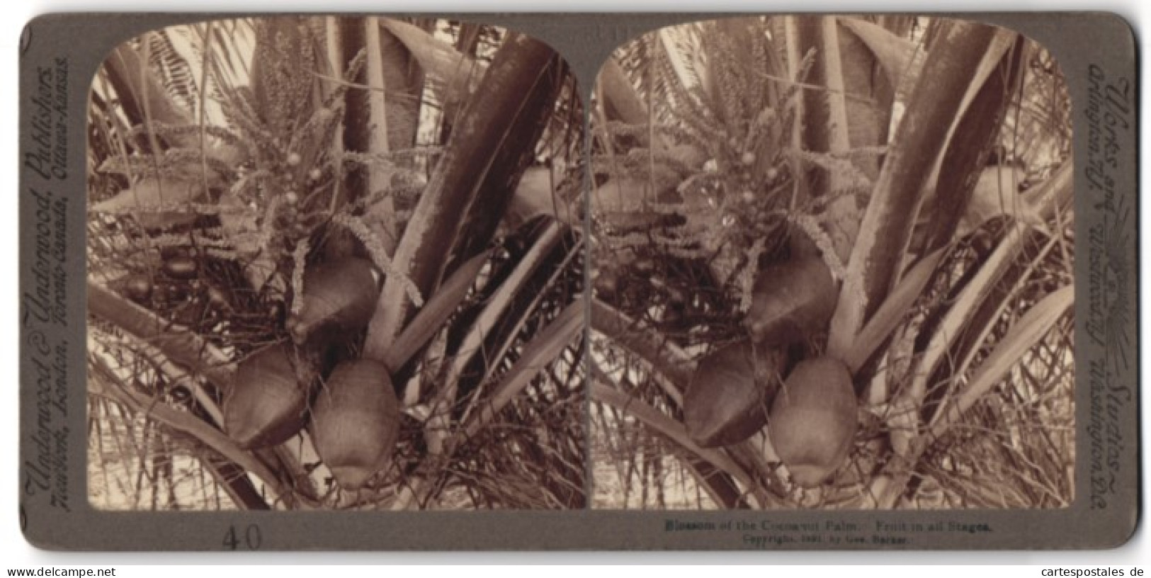 Stereo-Fotografie Underwood & Underwood, New York, Frucht & Blüte Der Kokusnuss-Palme  - Stereoscoop