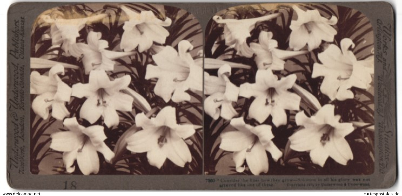 Stereo-Fotografie Underwood & Underwood, New York, Blumen - Lilien In Voller Blüte  - Stereoscopic