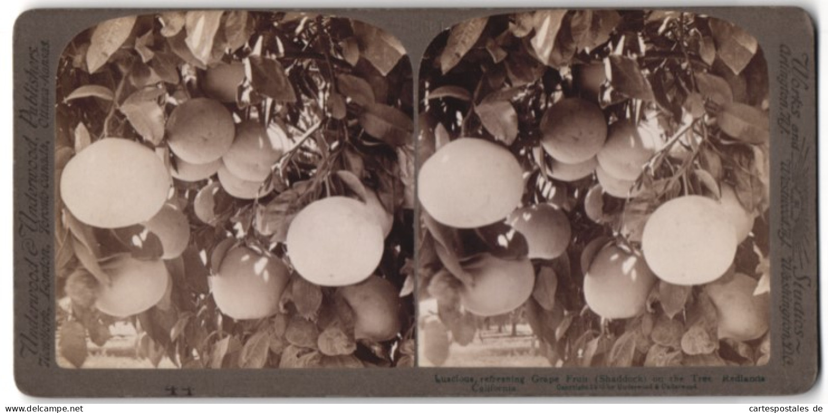 Stereo-Fotografie Underwood & Underwood, New York, Ansicht Redlands / Kalifornien, Pampelmusen An Einem Baum  - Stereoscopic