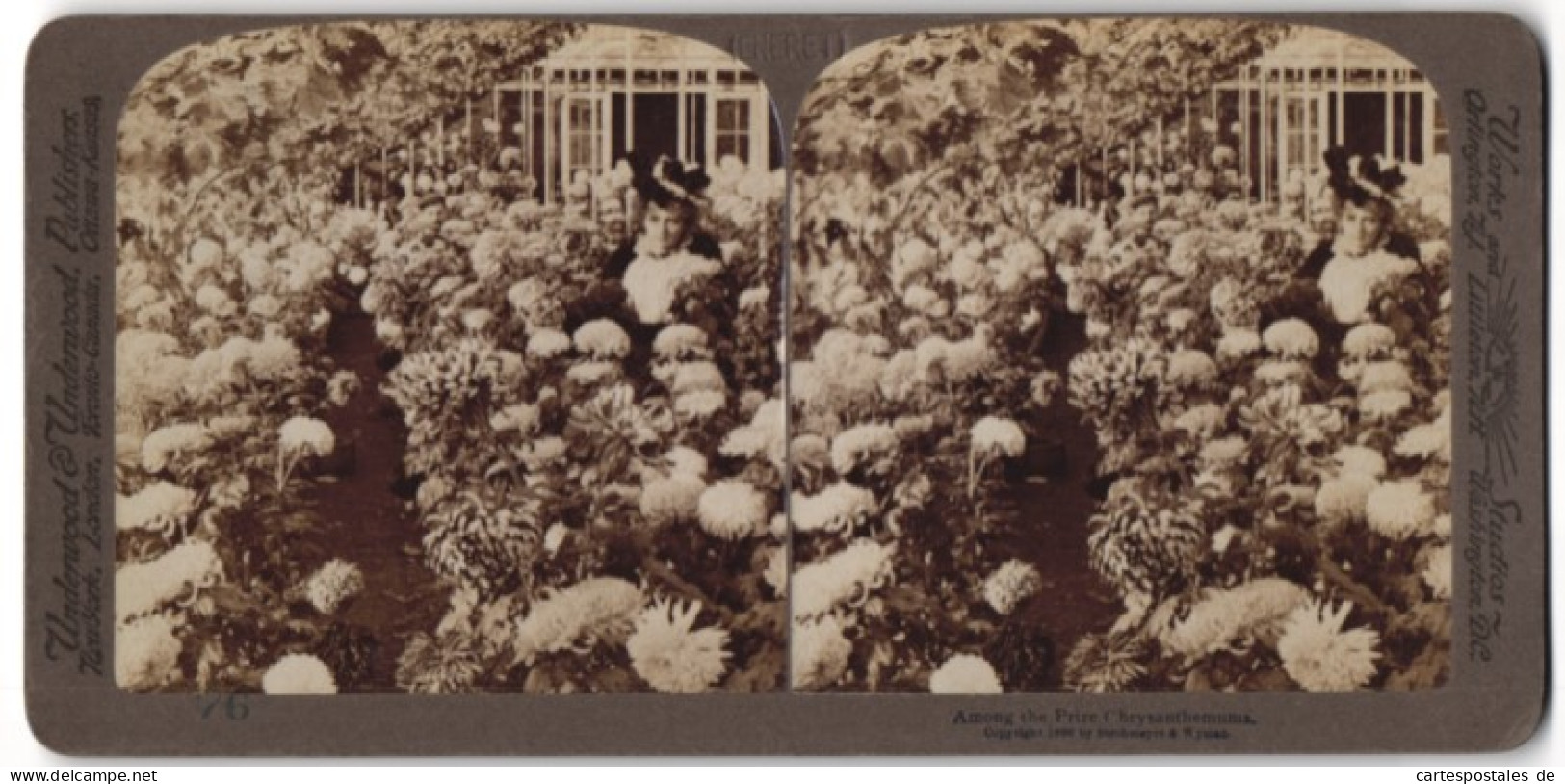 Stereo-Fotografie Underwood & Underwood, New York, Dame Inmitten Von Chrysanthemen  - Stereo-Photographie