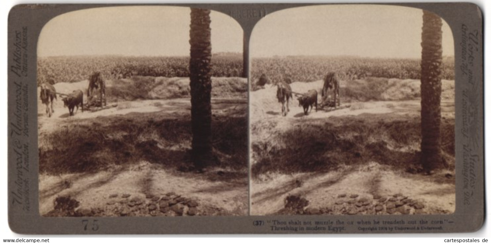 Stereo-Fotografie Underwood & Underwood, New York, ägyptischer Bauer Drescht Korn  - Berufe