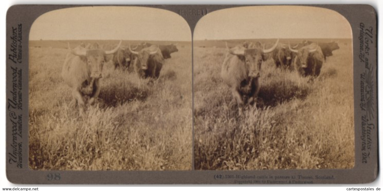 Stereo-Fotografie Underwood & Underwood, New York, Hochland-Rinder Auf Einer Weide Bei Thurso / Schottland  - Stereoscopic