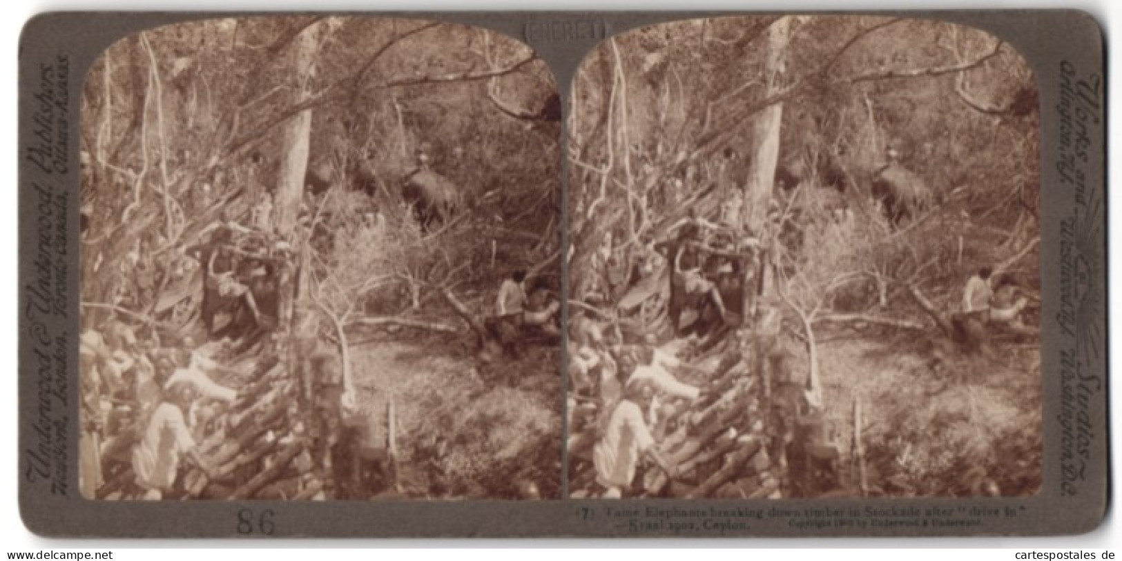 Stereo-Fotografie Underwood & Underwood, New York, Jäger Mit Elefanten Auf Der Jagd In Sri Lanka / Ceylon  - Beroepen