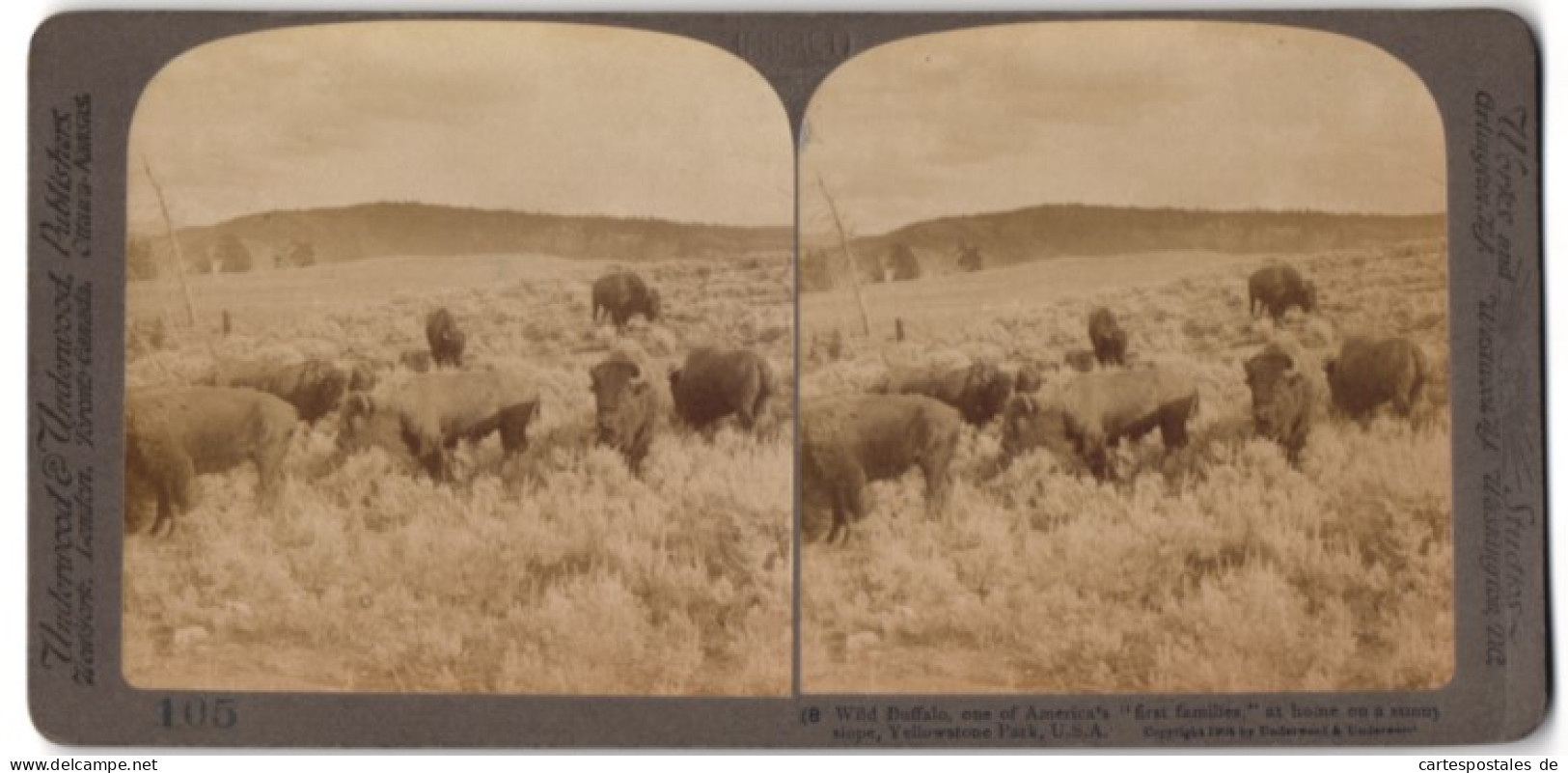 Stereo-Fotografie Underwood & Underwood, New York, Büffelherde Im Yellowstone Park  - Stereoscopic