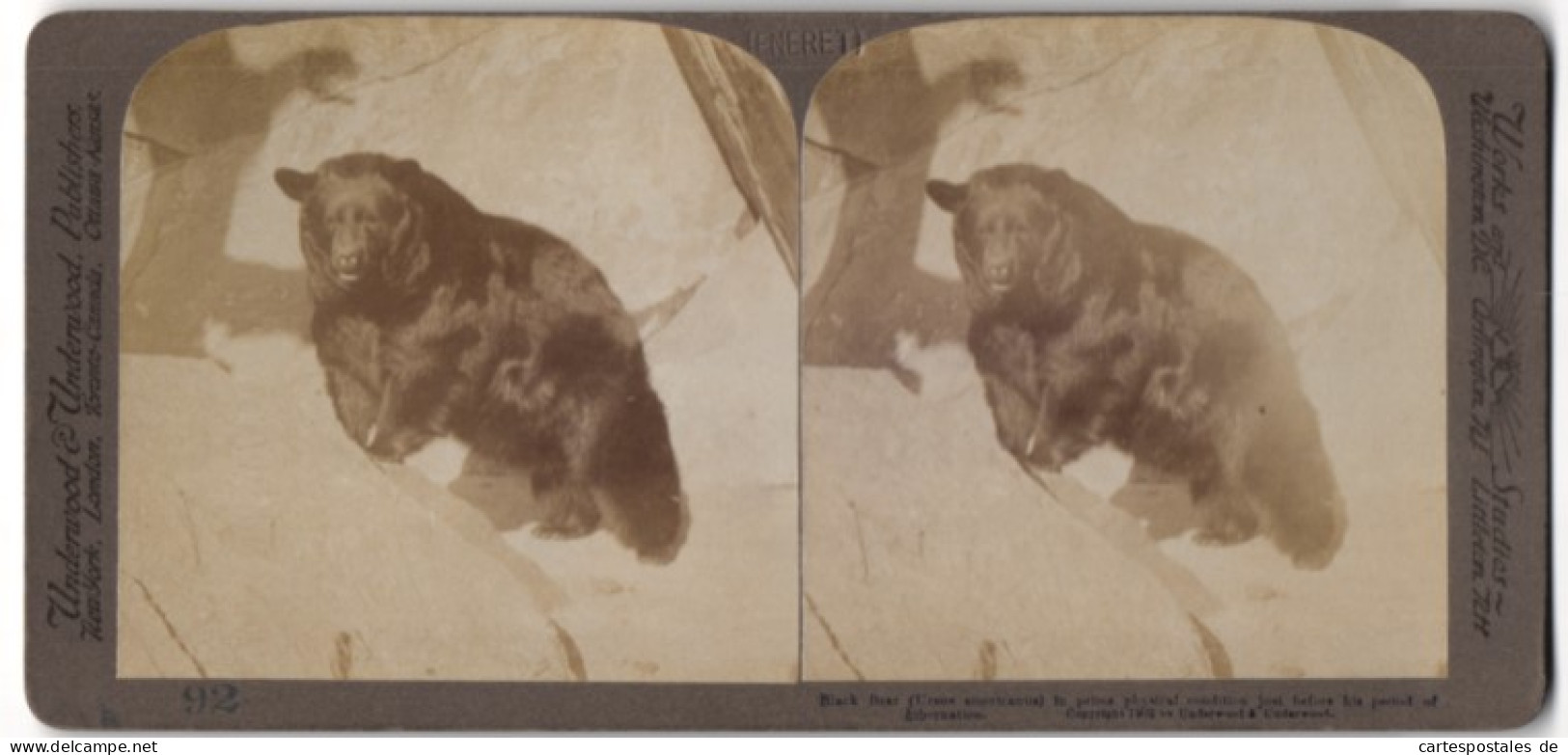 Stereo-Fotografie Underwood & Underwood, New York, Schwarzbär Ursus Americanus  - Stereoscopic