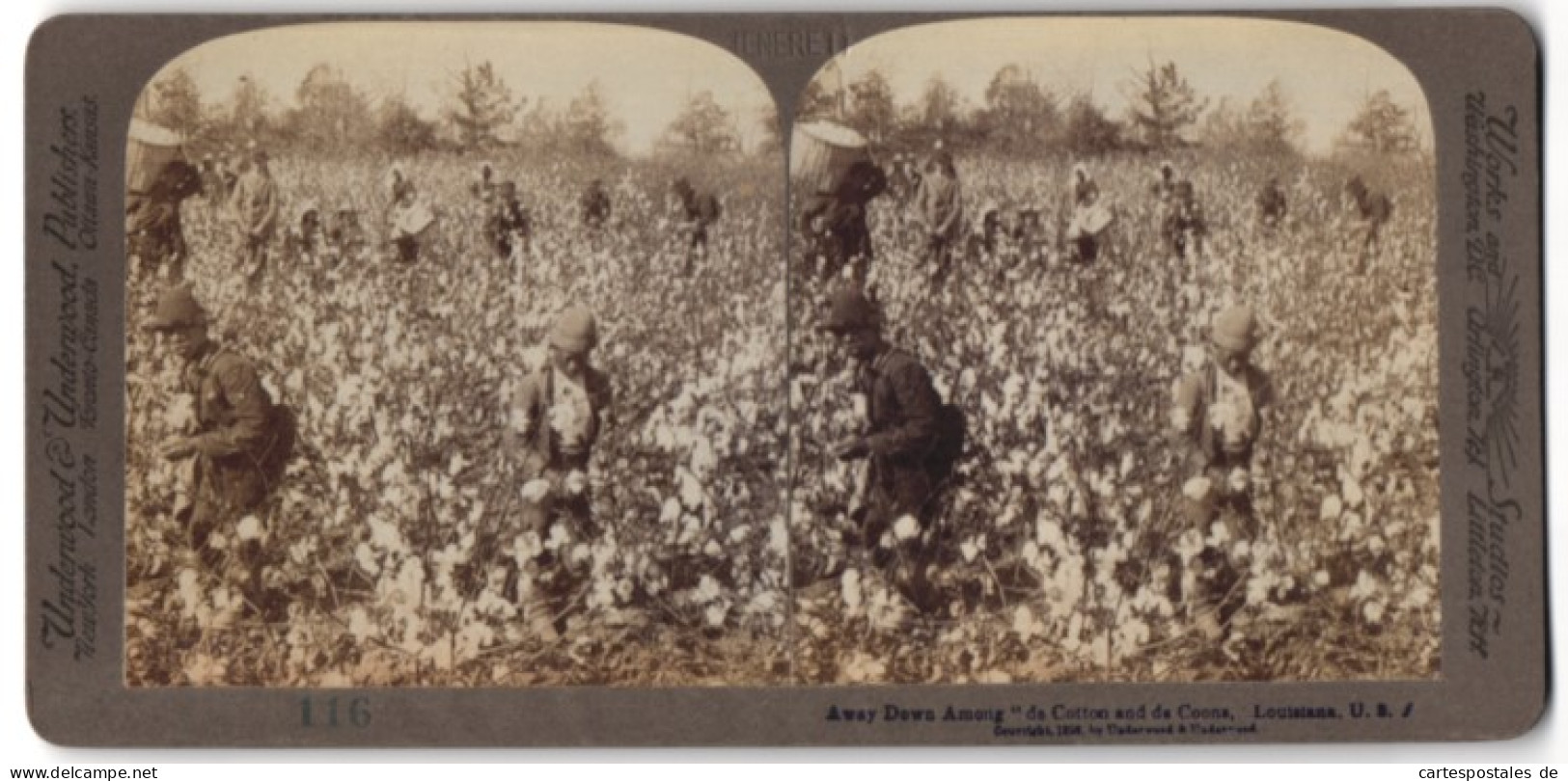 Stereo-Fotografie Underwood & Underwood, New York, Afroamerikaner Bei Der Baumwoll-Ernte In Louisiana  - Professions