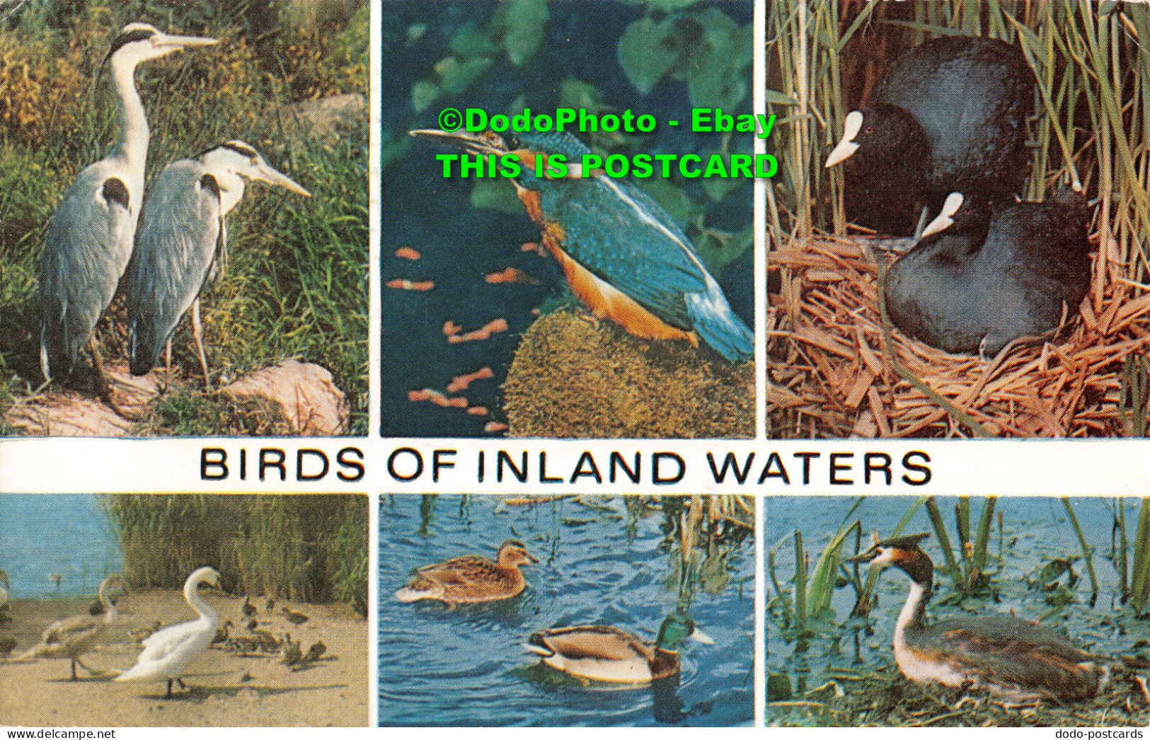 R415238 Birds Of Inland Waters. J. Salmon. Multi View. 1979 - Wereld