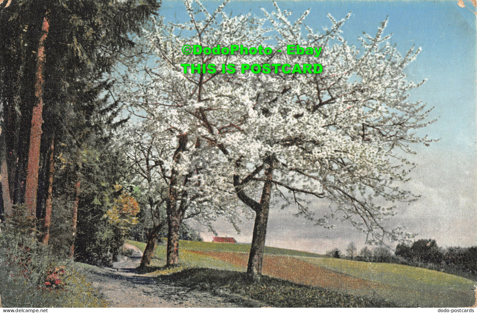 R414310 Apple Blossoms. B. 7005. Postcard - Wereld