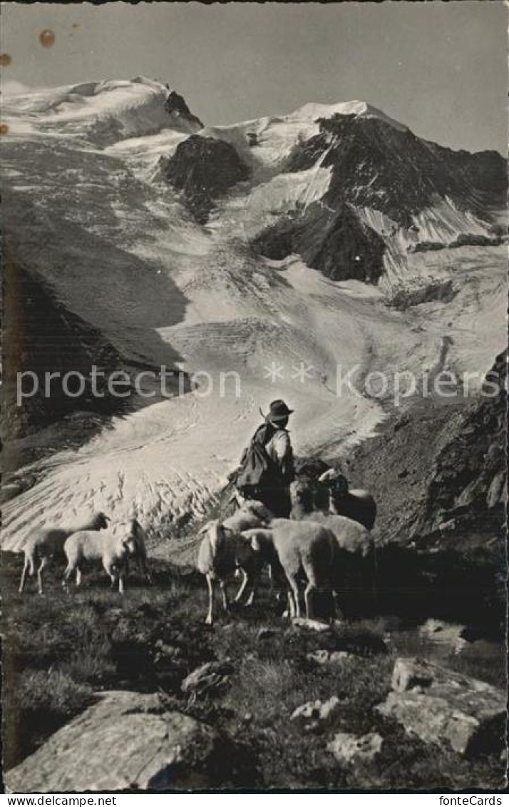 12586329 Sustenstrasse Tierberge Schafe Gletscher Gebirgspanorama Sustenstrasse - Autres & Non Classés