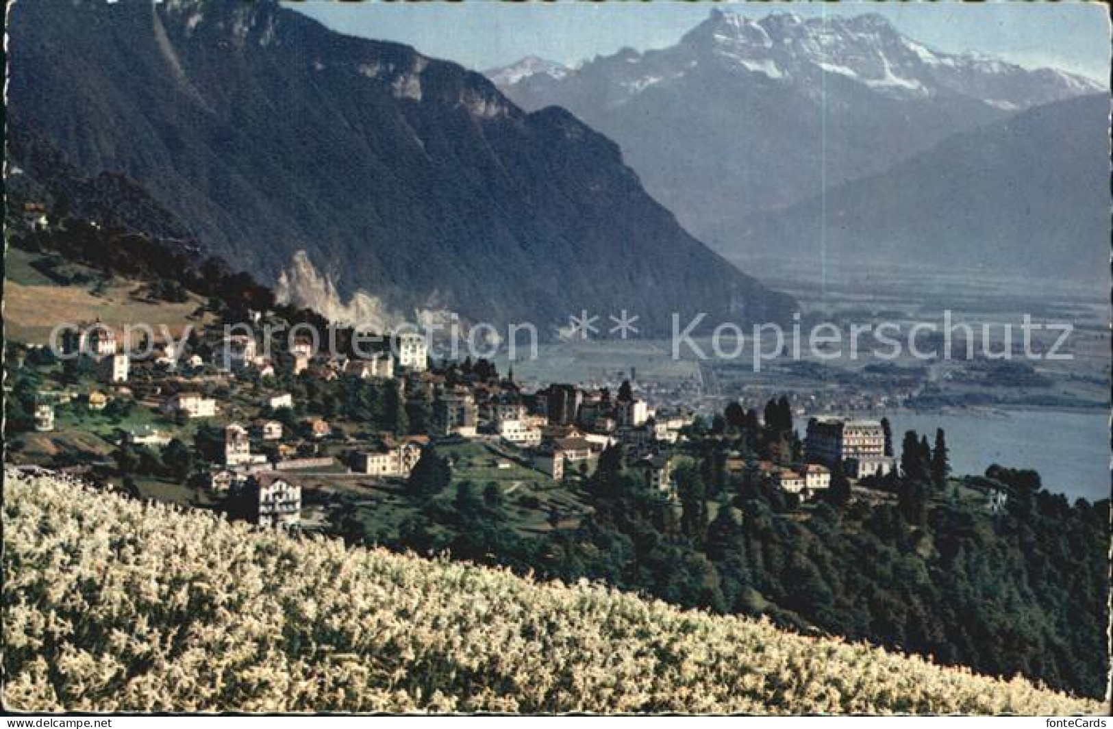 12525499 Glion Les Dents Du Midi Champs De Narcisses Glion - Sonstige & Ohne Zuordnung