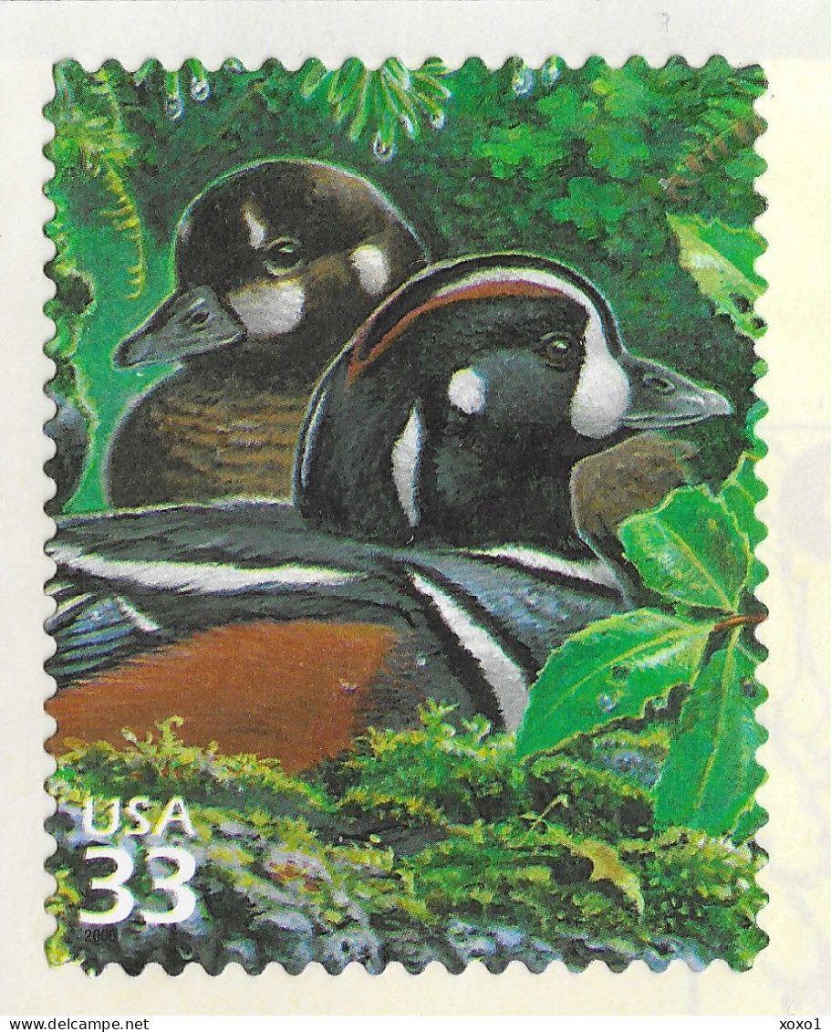 USA 2000 MiNr. 3265 Etats-Unis Pacific Coast Raine Forest #2 Birds Ducks Harlequin Duck 1v  MNH** 0,80 € - Entenvögel