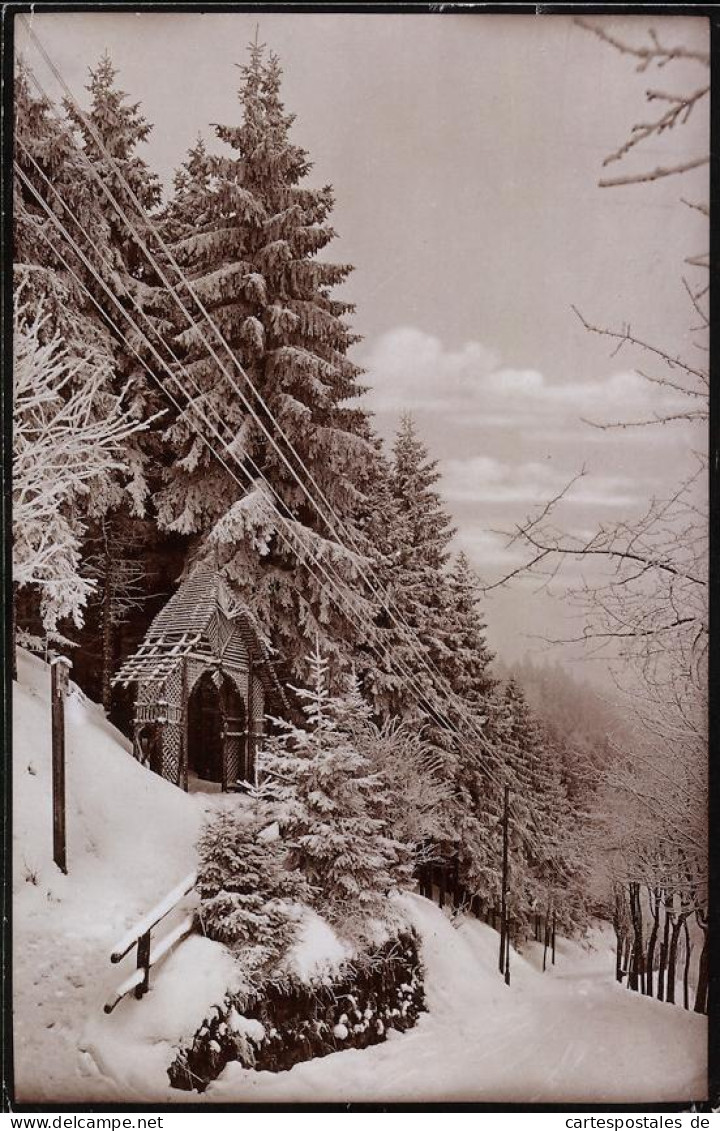 Fotografie Brück & Sohn Meissen, Ansicht Kipsdorf, Waldpartie Im Verschneiten Winter  - Luoghi