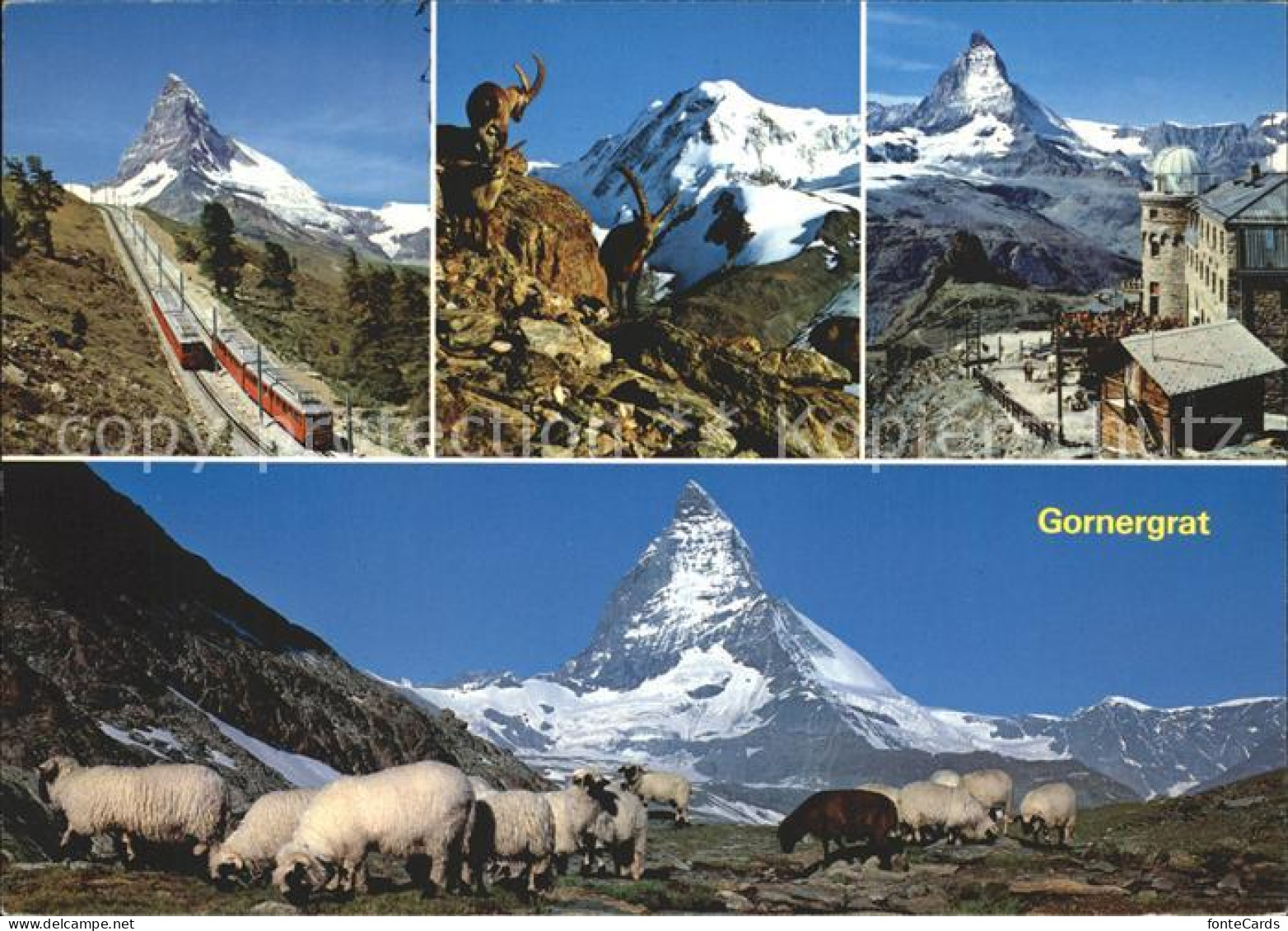 12365989 Zermatt VS Gornergratbahn Steinwild Kulmhotel Gornergrat Matterhorn Wal - Other & Unclassified