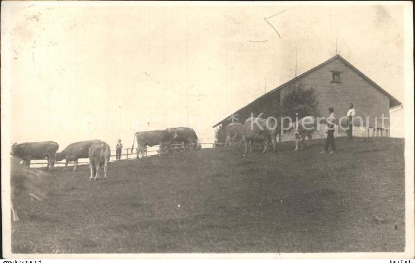 12323219 Schoenengrund AR Bauernhof Kuehe Schoenengrund AR - Autres & Non Classés