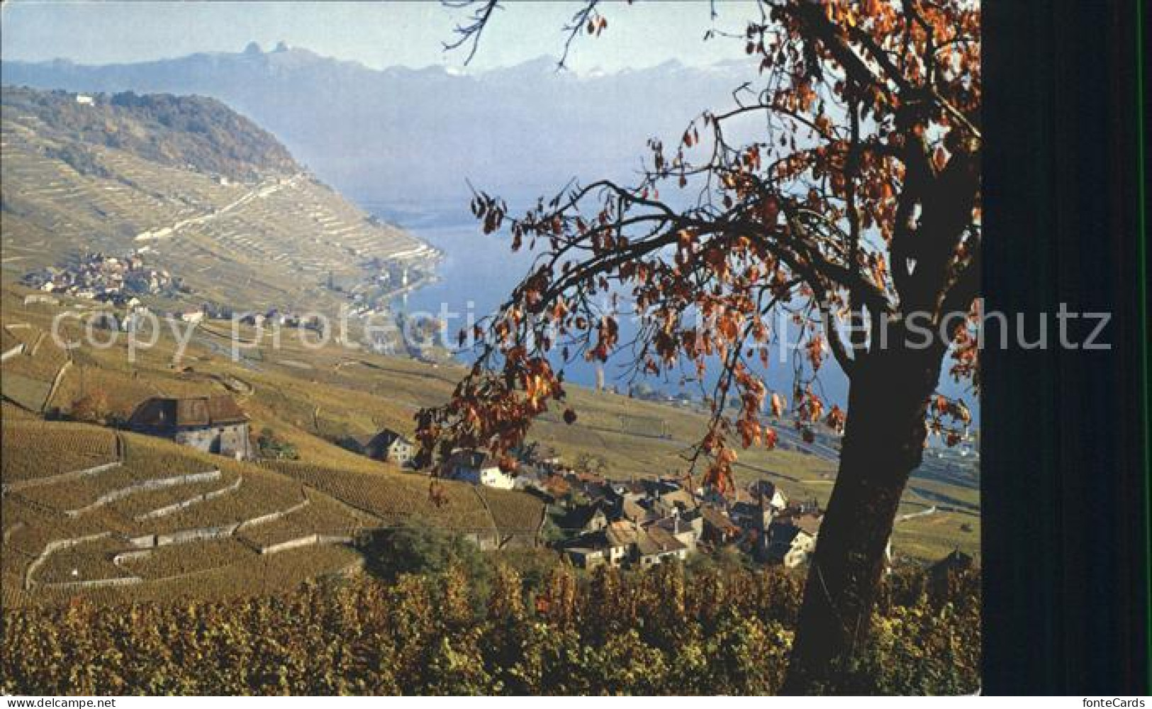 12270909 Lavaux VD Les Vignobles Lac Leman Alpes Vaudoises Weinberge Genfersee A - Sonstige & Ohne Zuordnung