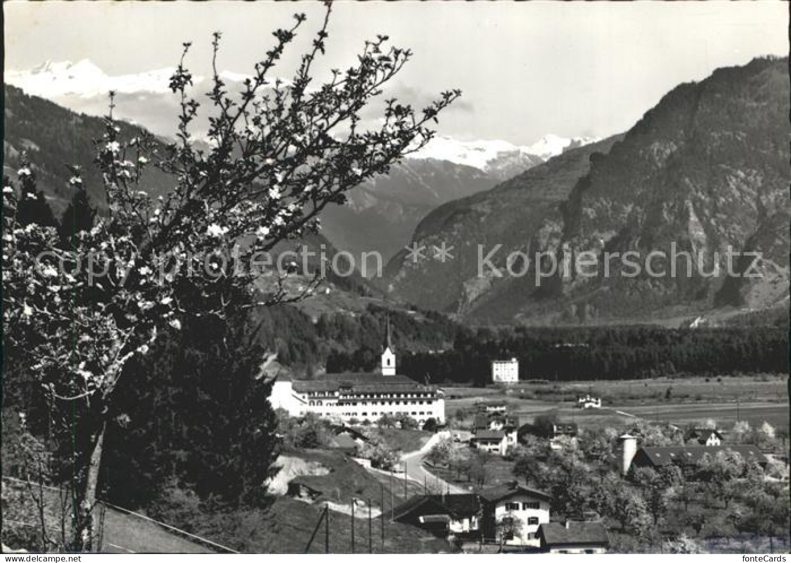 12232589 Cazis Mit Ringelspitz Baumbluete Cazis - Autres & Non Classés