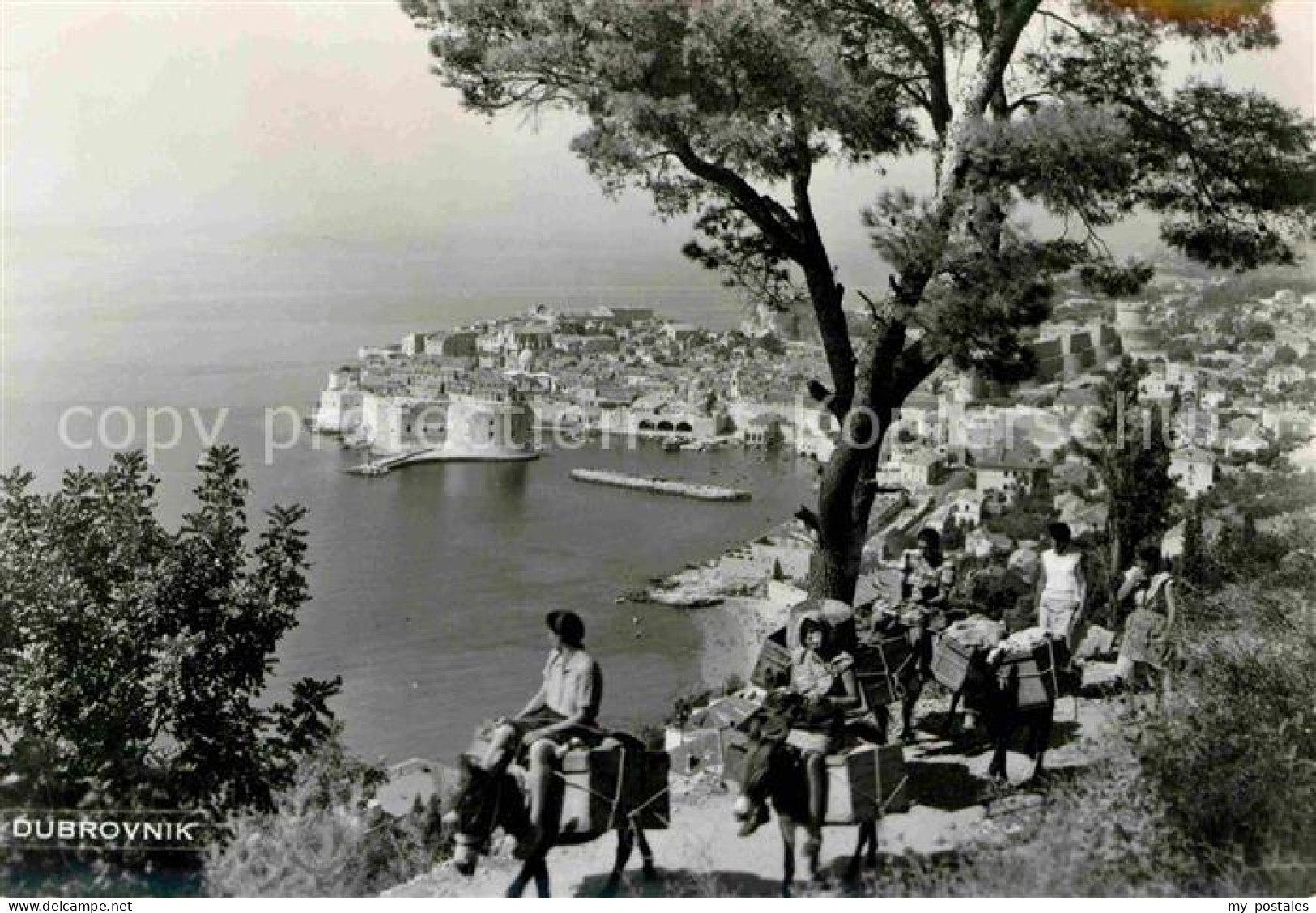 72740851 Dubrovnik Ragusa Esel Und Hafen Croatia - Kroatien