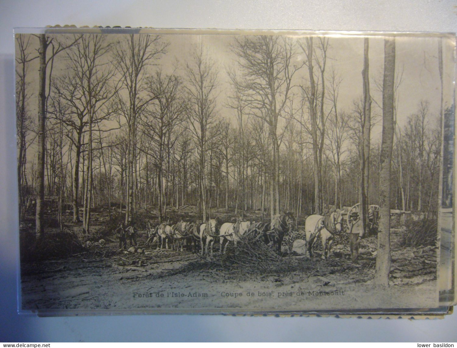 Coupe De Bois Près De Montsoult - L'Isle Adam